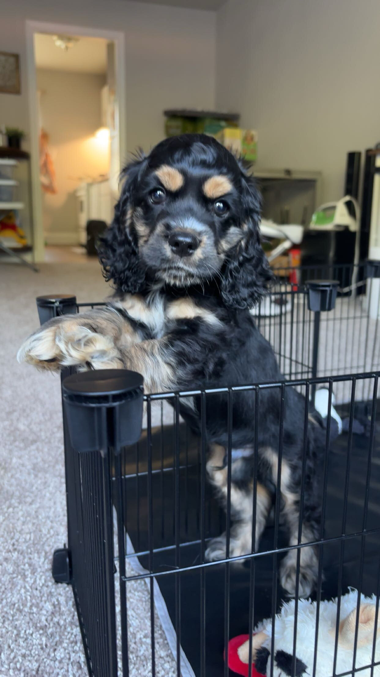 14 week old American Cocker Spaniel image 2