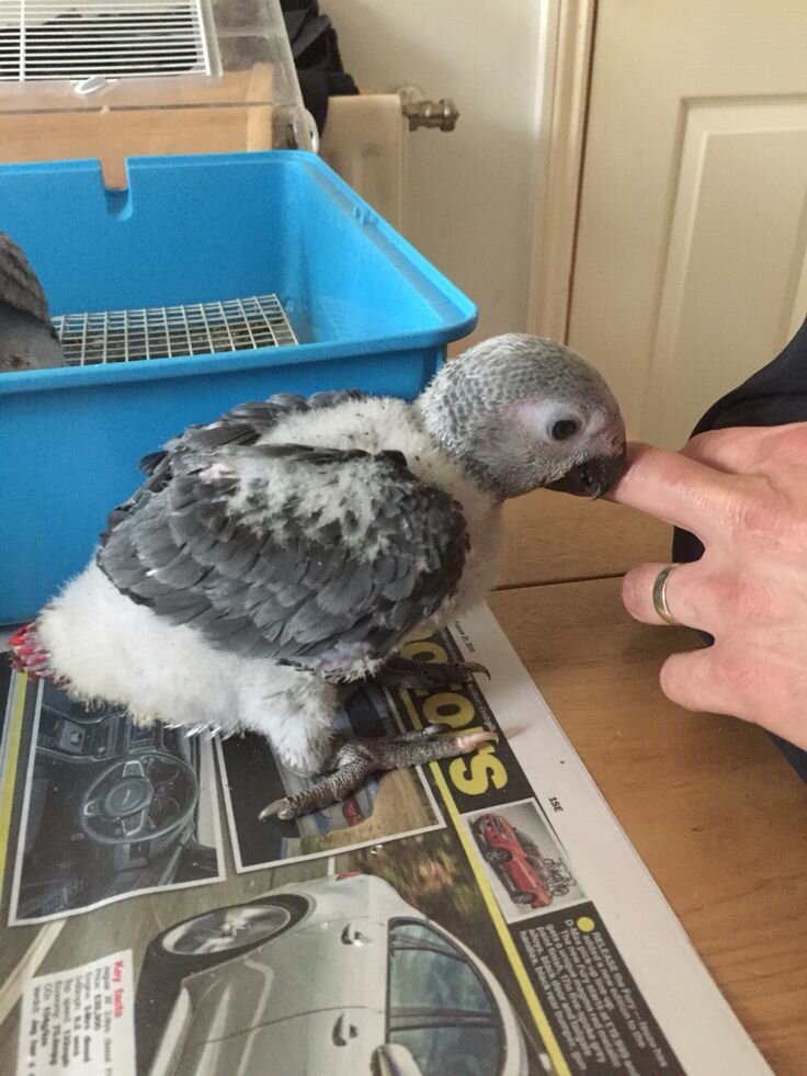 Little bundle of feathers and curiosity image 3