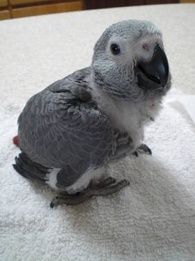 Little bundle of feathers and curiosity image 2