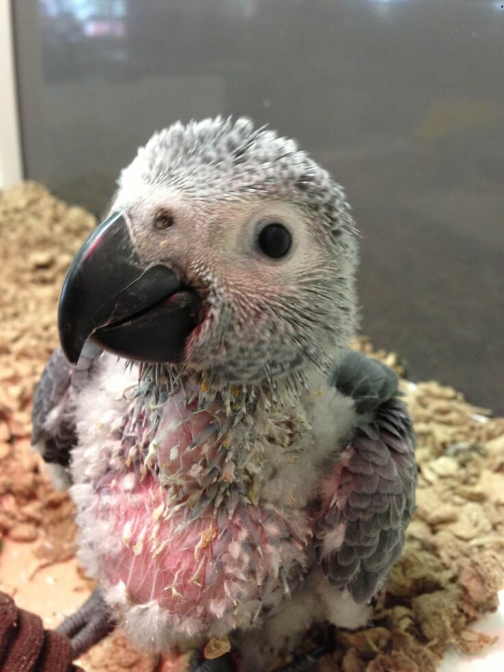 Little bundle of feathers and curiosity image 1