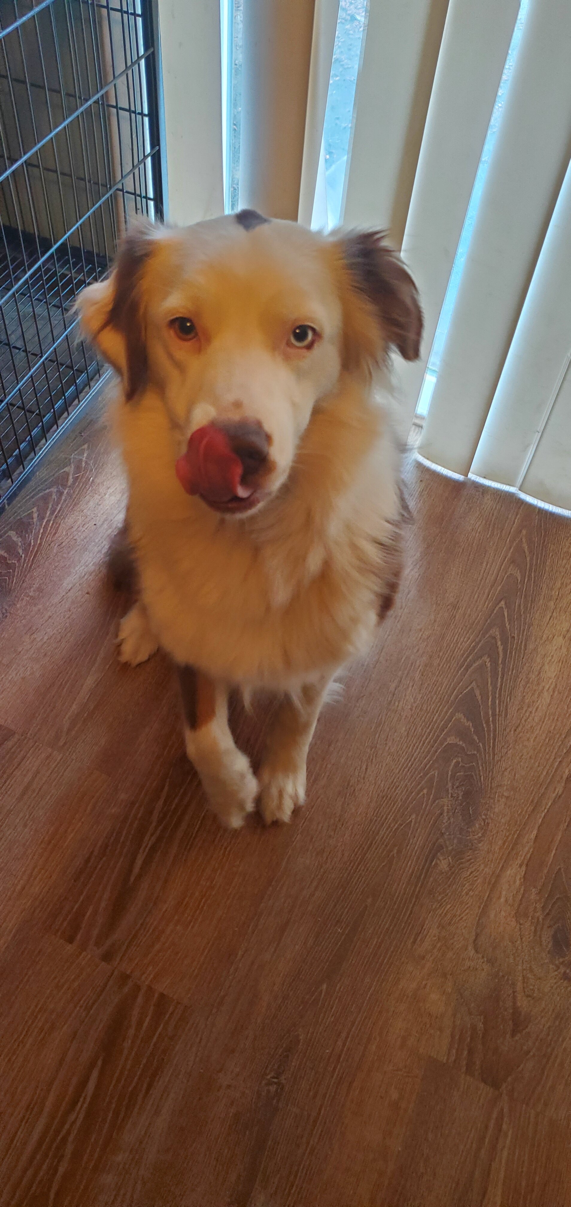 australian shepherd image 4
