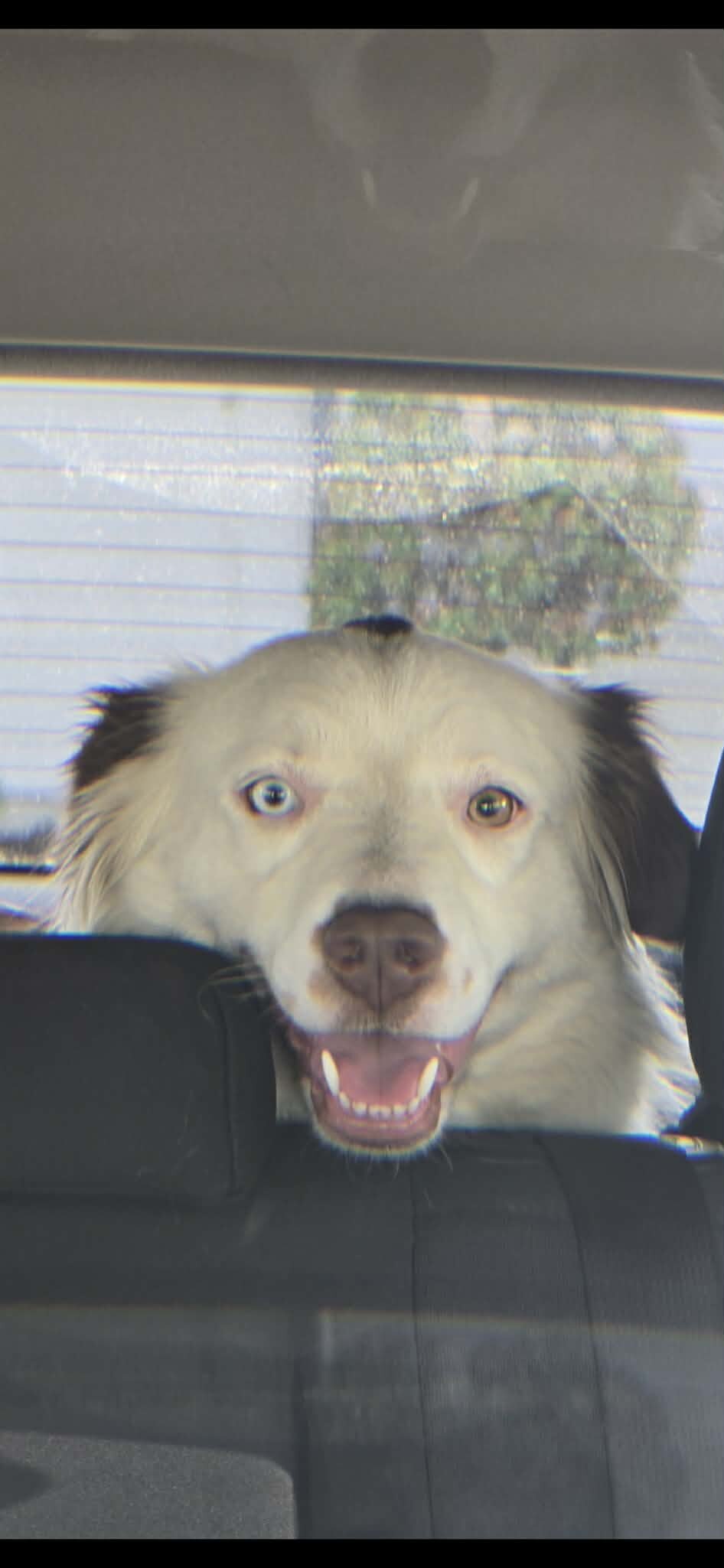 australian shepherd image 1