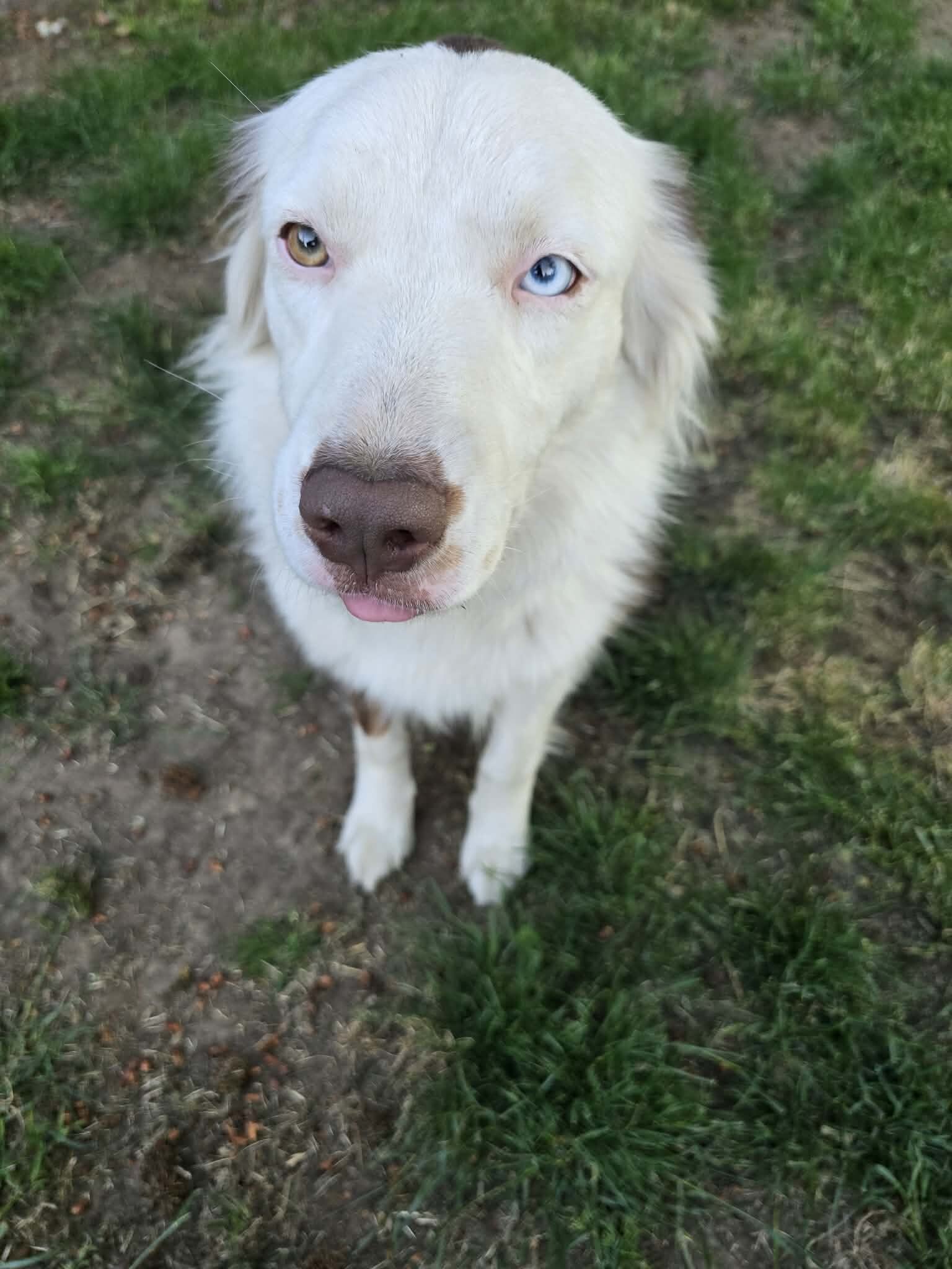 australian shepherd image 2
