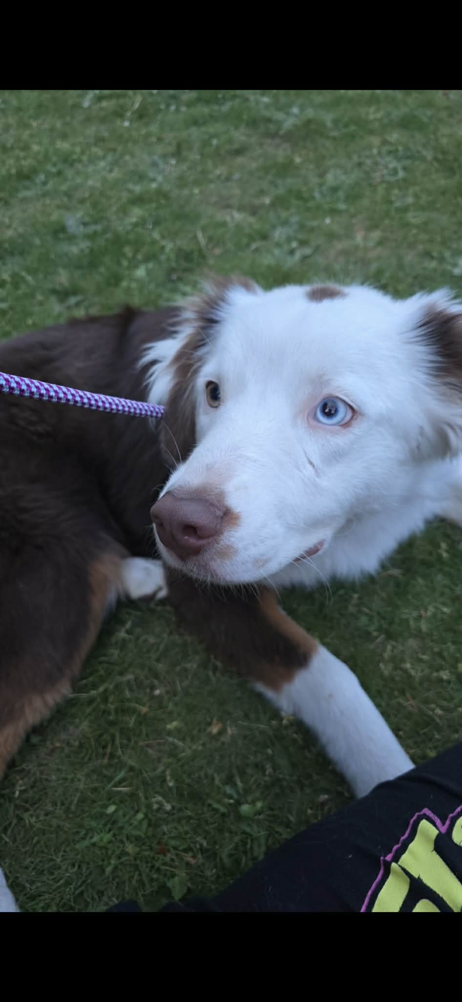 australian shepherd image 3