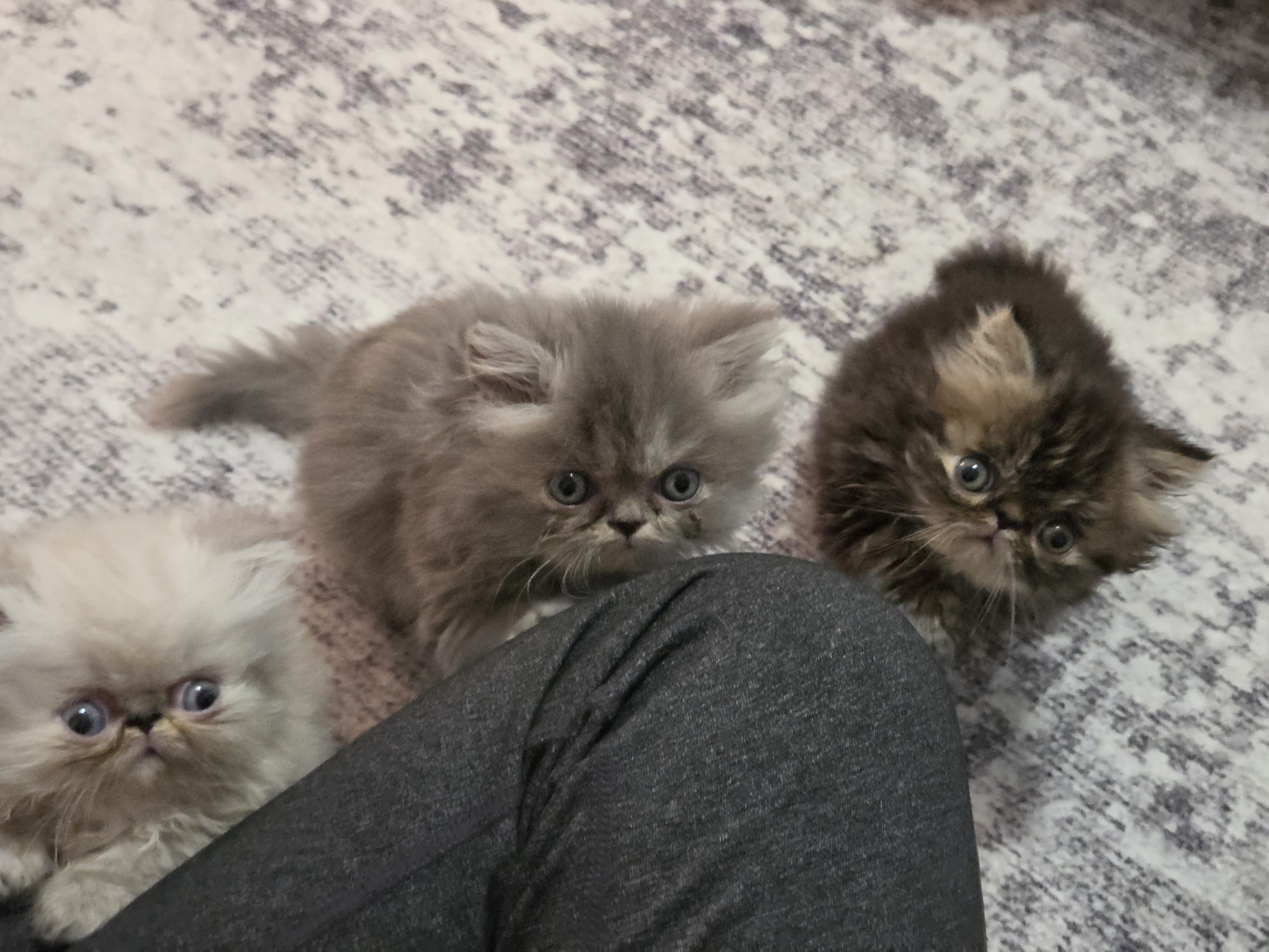 Persian Kittens image 1