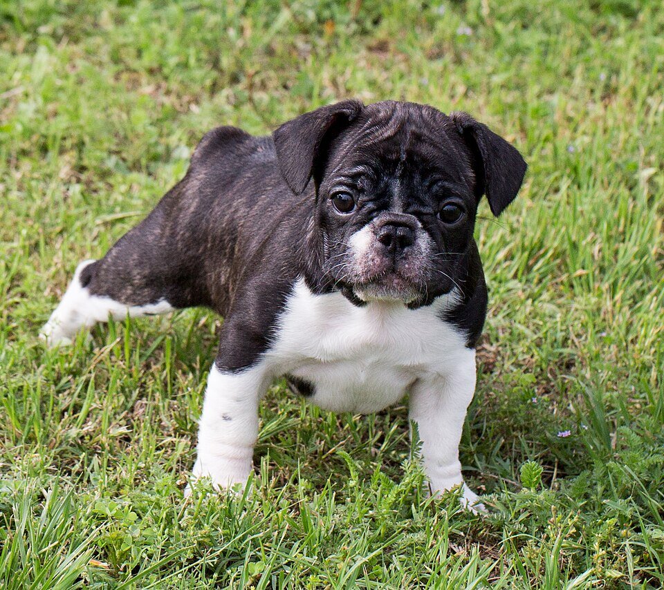 Two stunning French Bulldog puppies image 1
