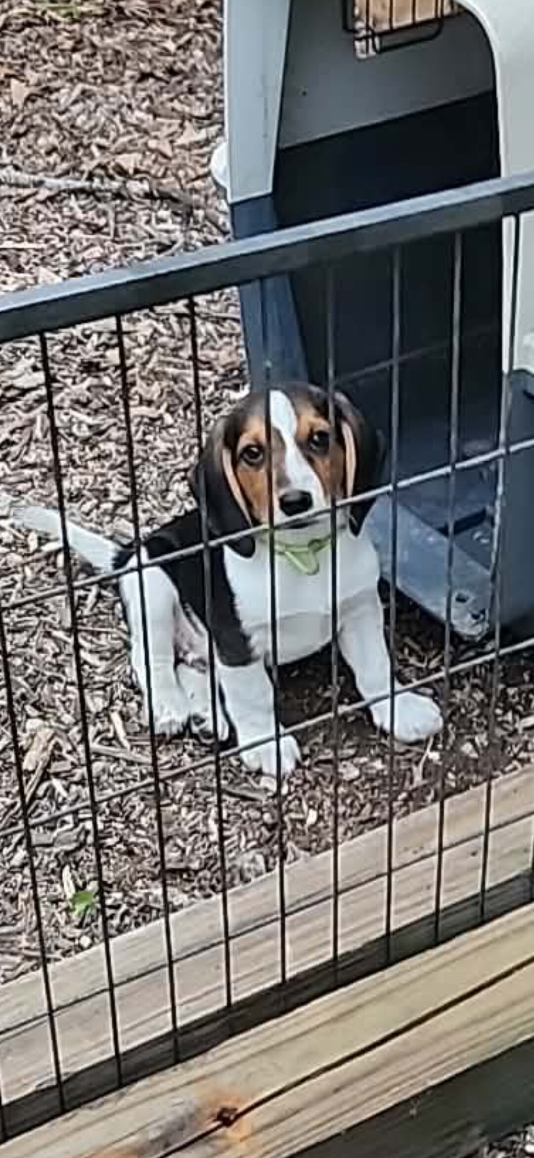 Beagle pup image 1