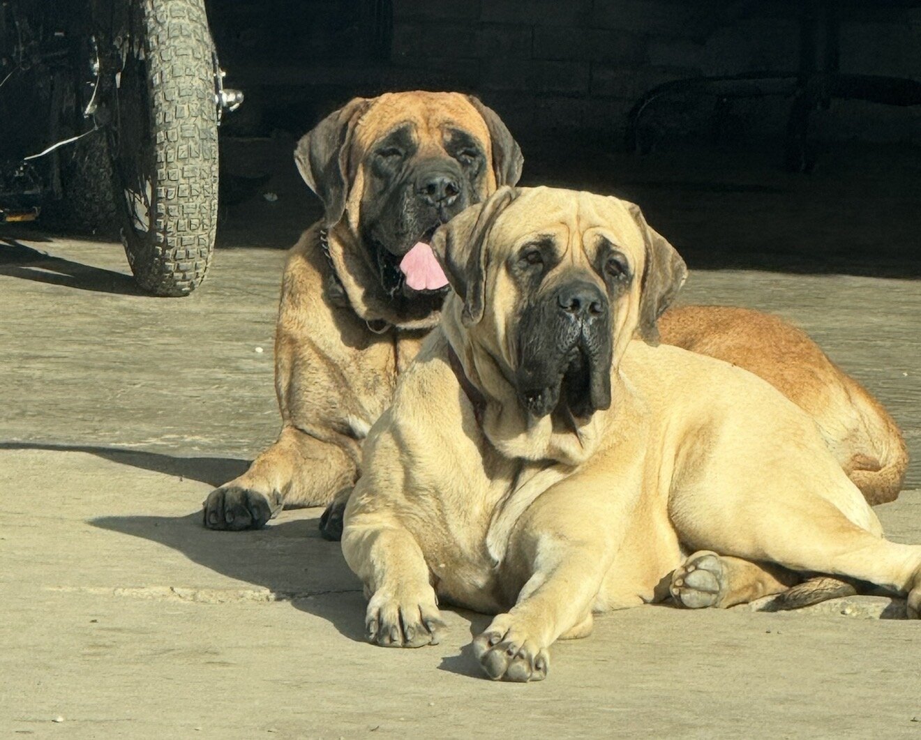 English Mastiff Puppies image 1