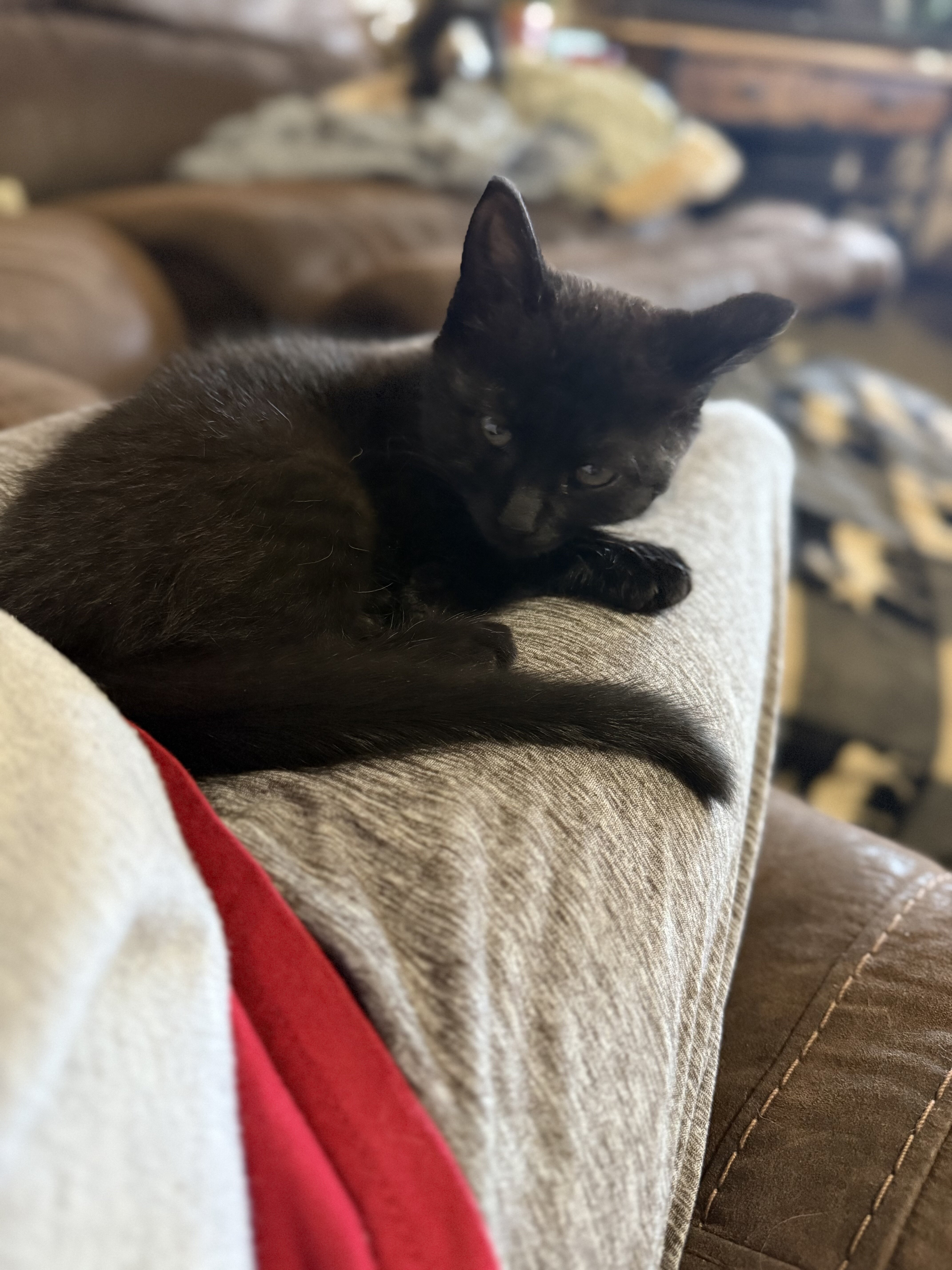Cats image 1