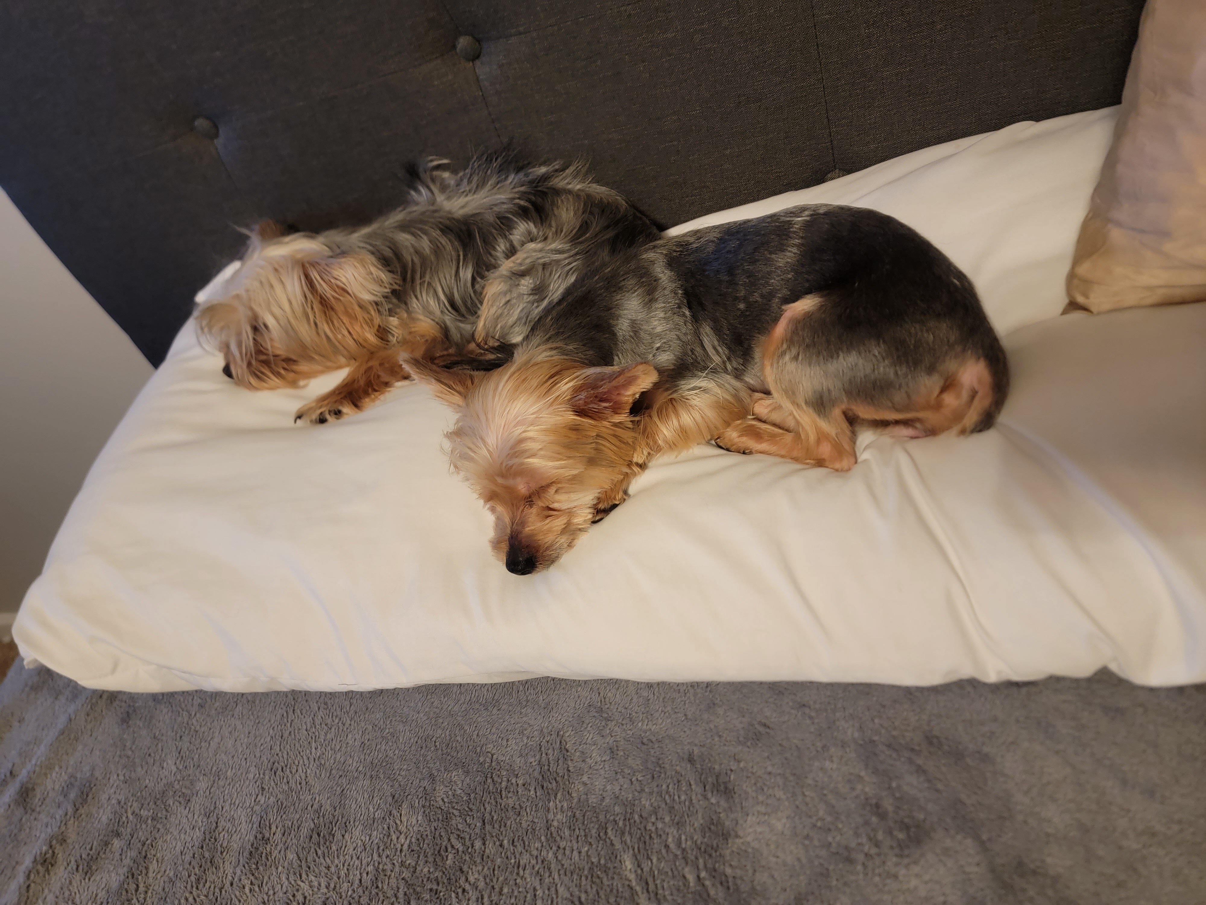 Female Yorkie 3years old image 1