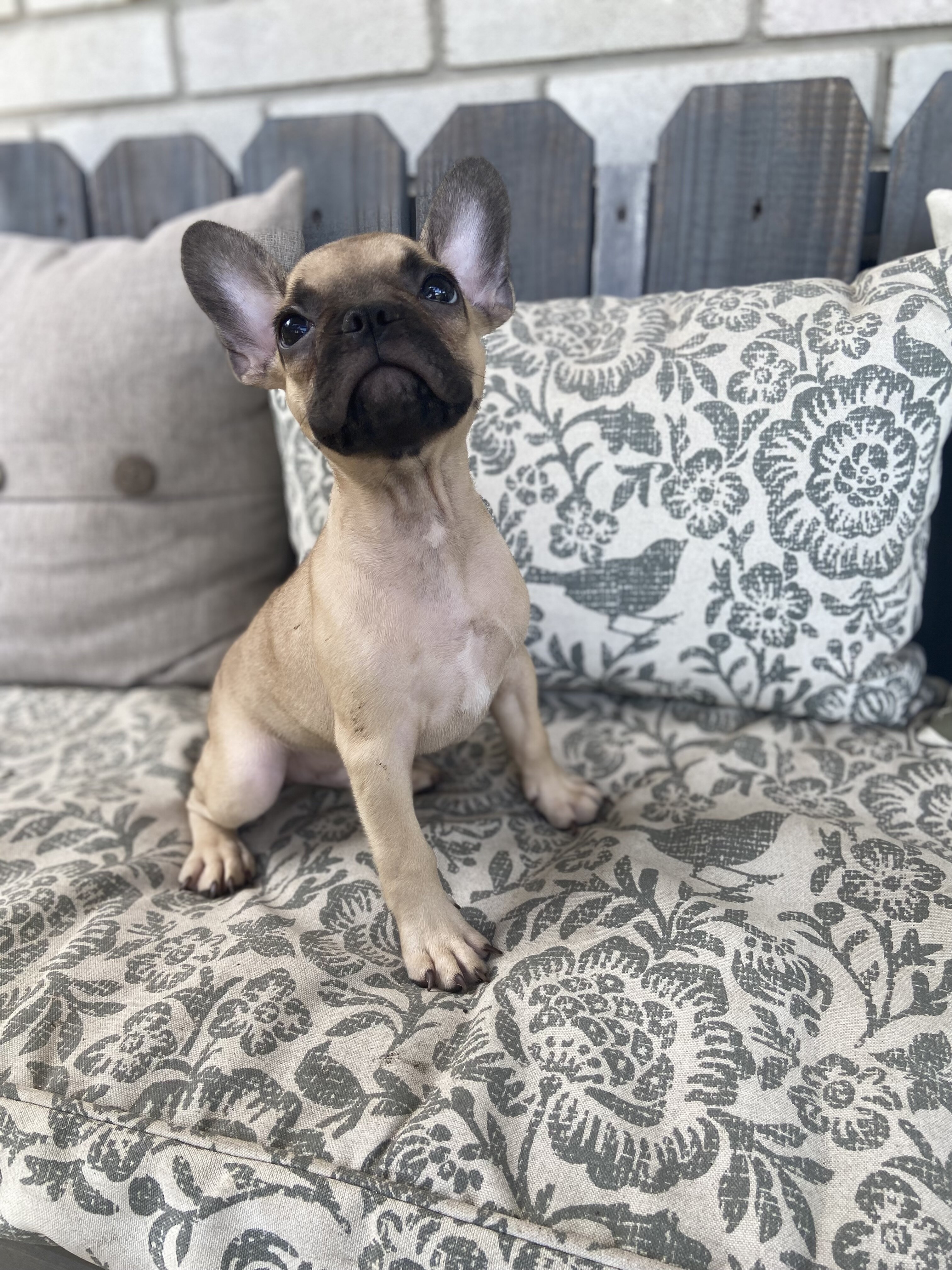Fawn, Sable and White male French Bulldog image 4
