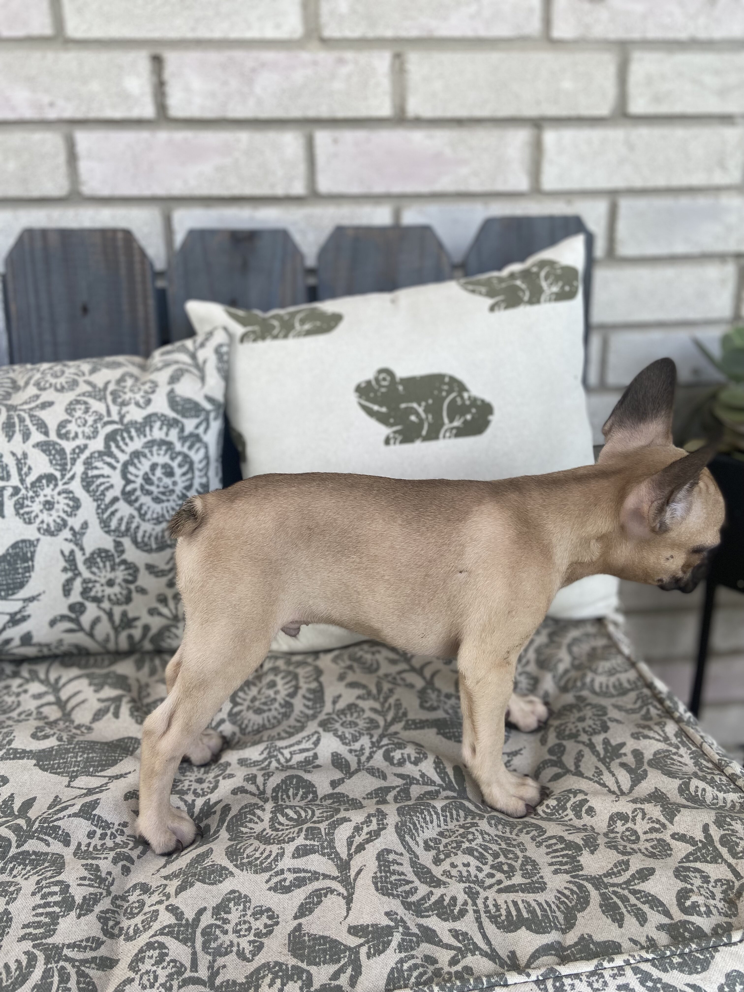 Fawn, Sable and White male French Bulldog image 2