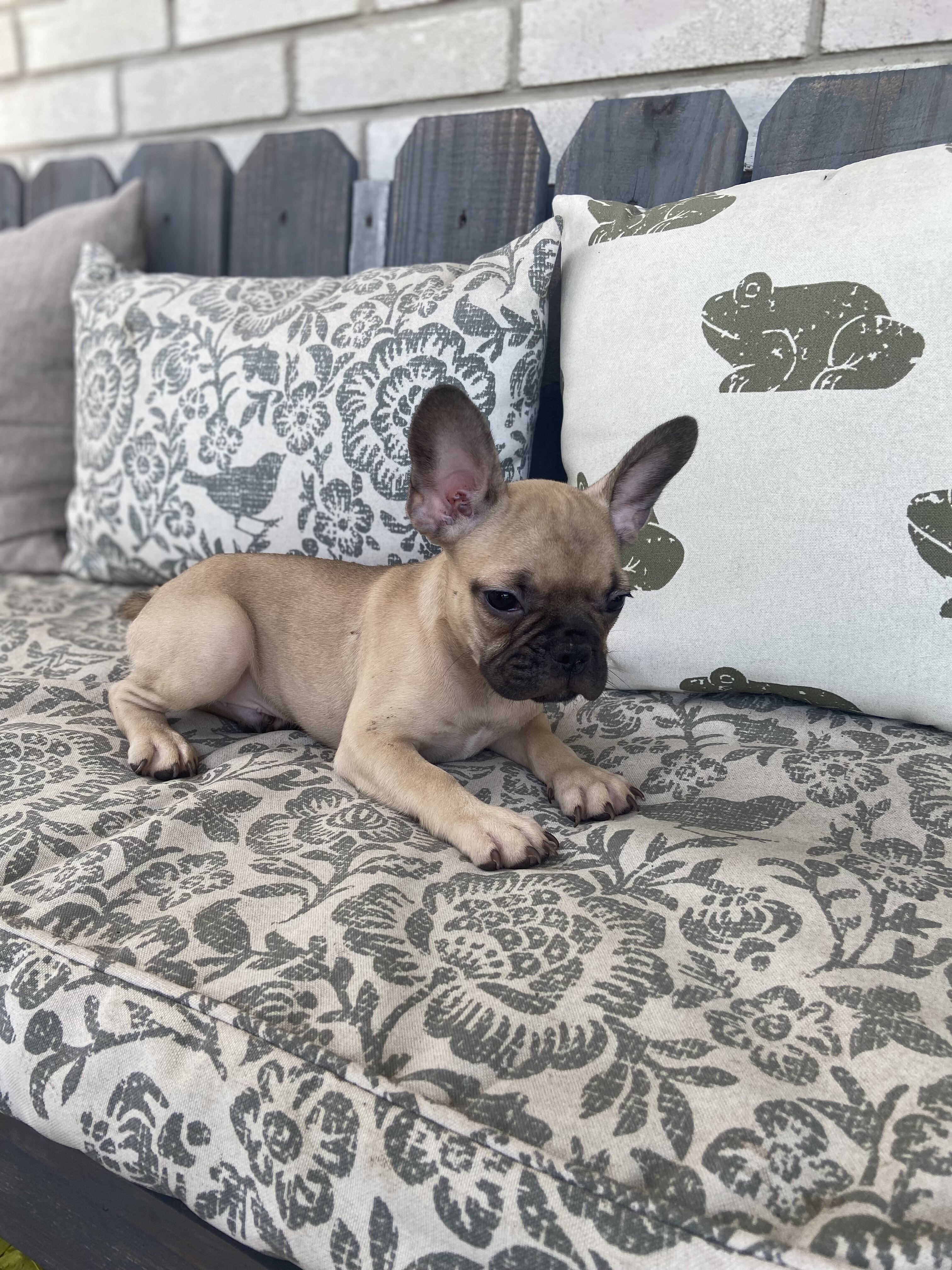 Fawn, Sable and White male French Bulldog image 1