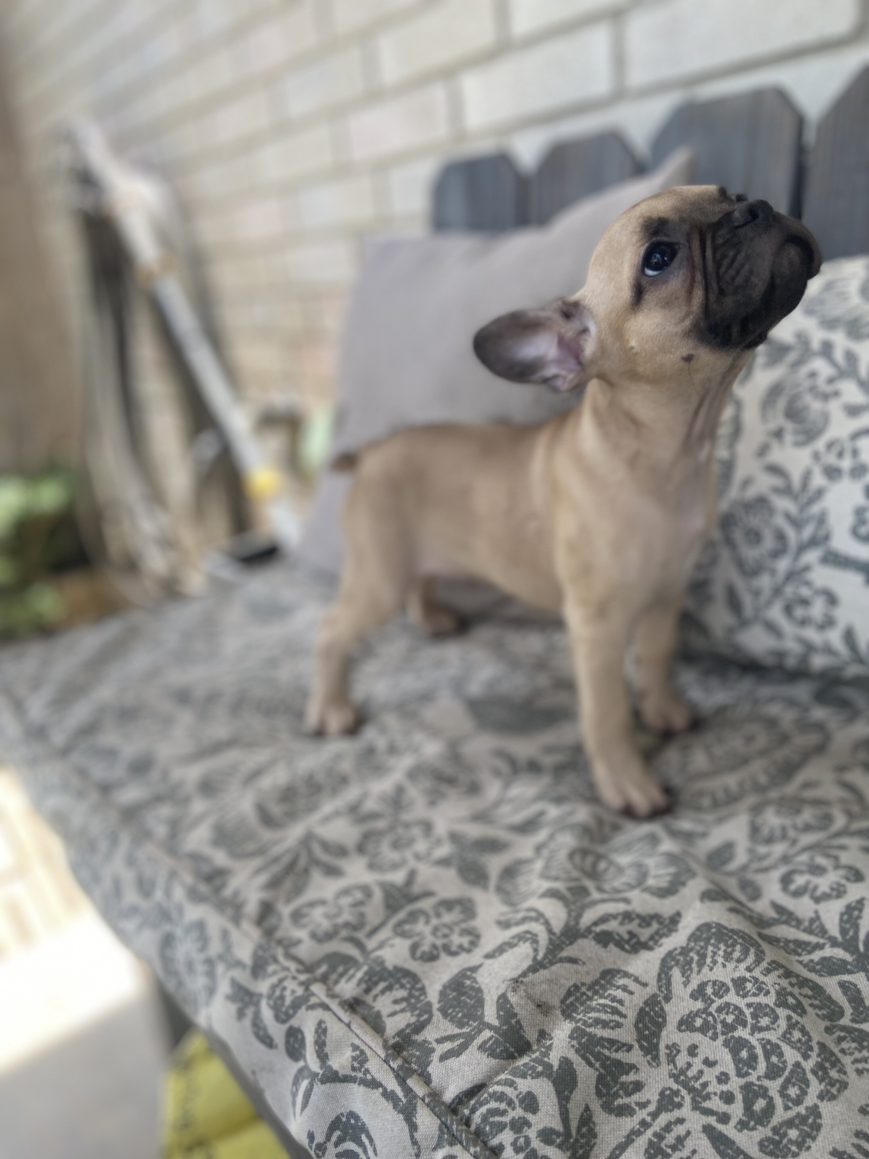 Fawn, Sable and White male French Bulldog image 3