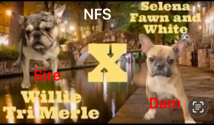 Fawn, Sable and White male French Bulldog image 5