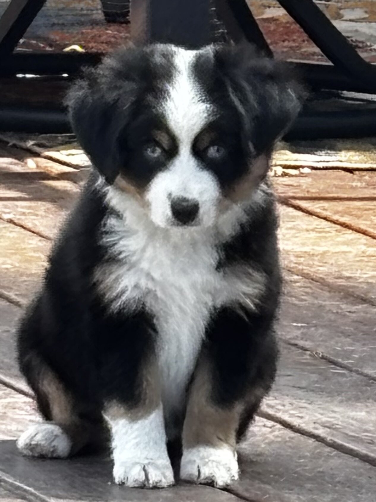 mini aussies. image 2