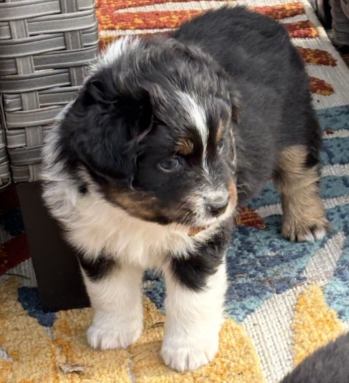 mini aussies. image 1