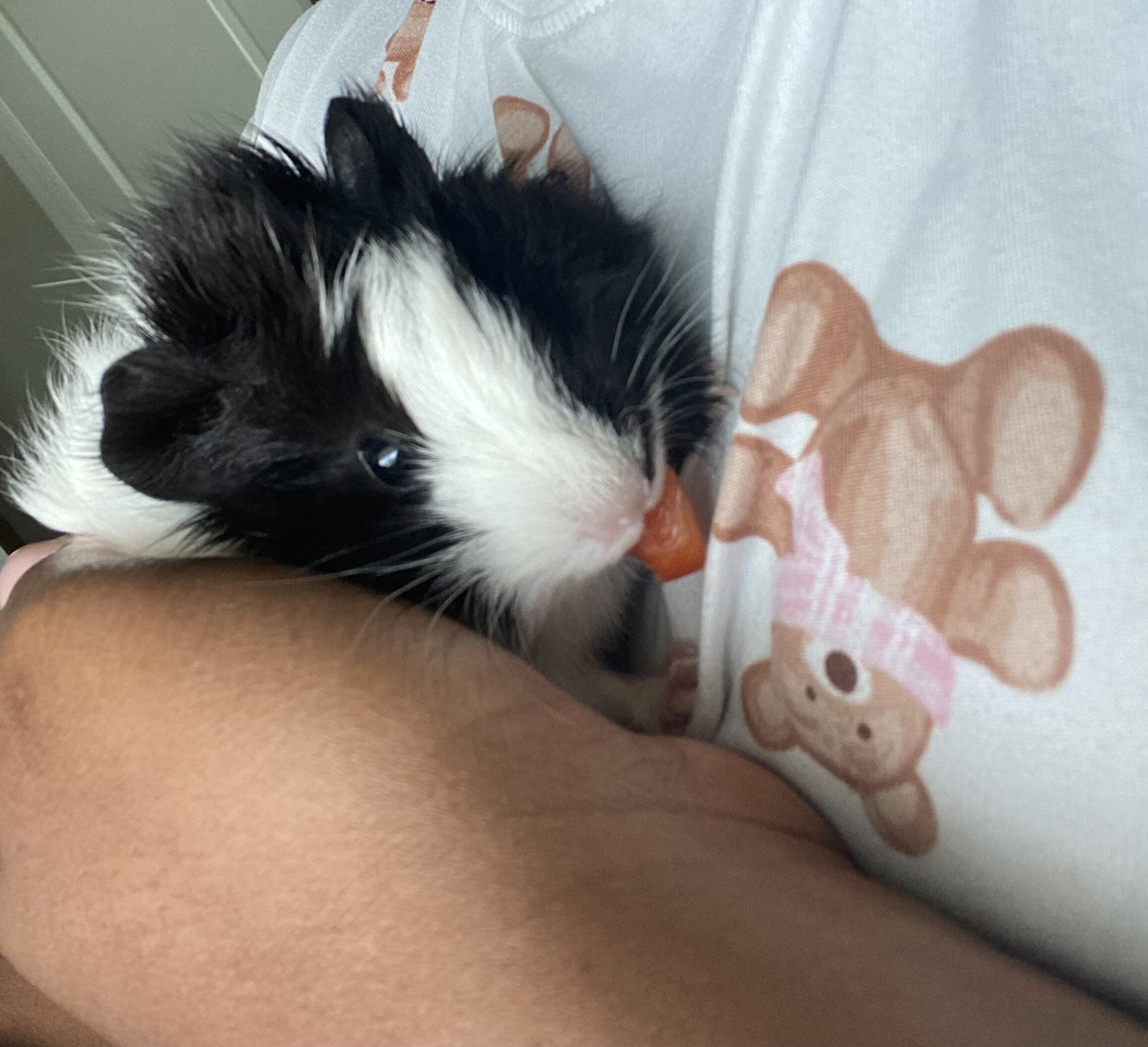 Female Guinea Pig image 2