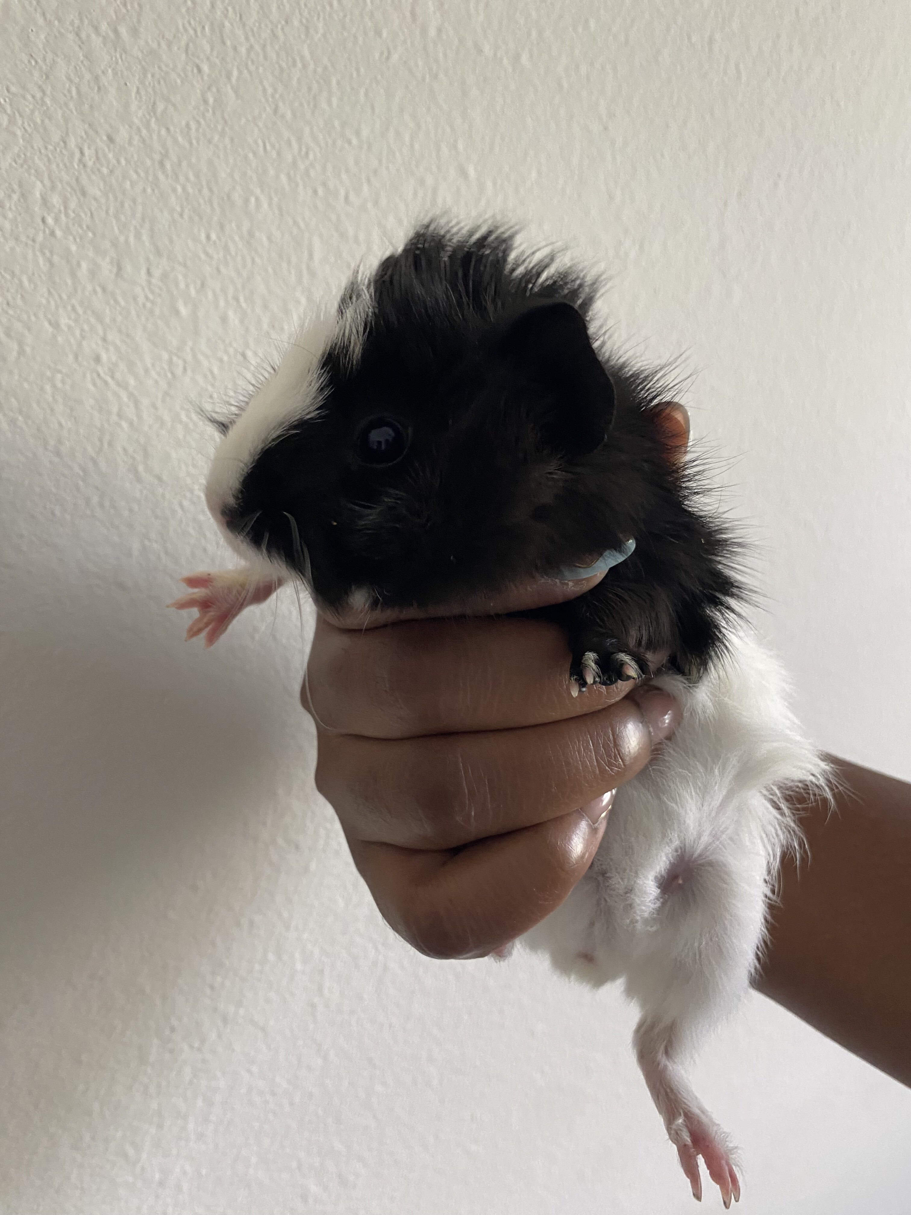 Female Guinea Pig image 1