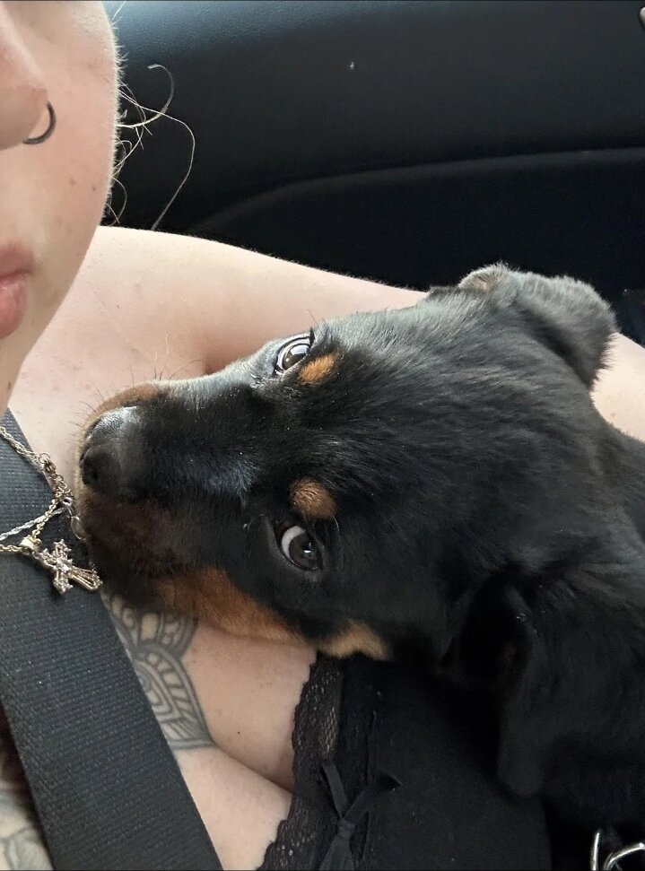 AKC Rottweiler girl image 3