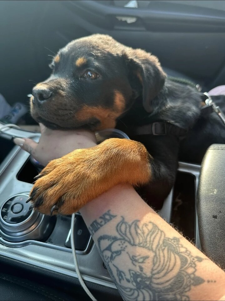 AKC Rottweiler girl image 4