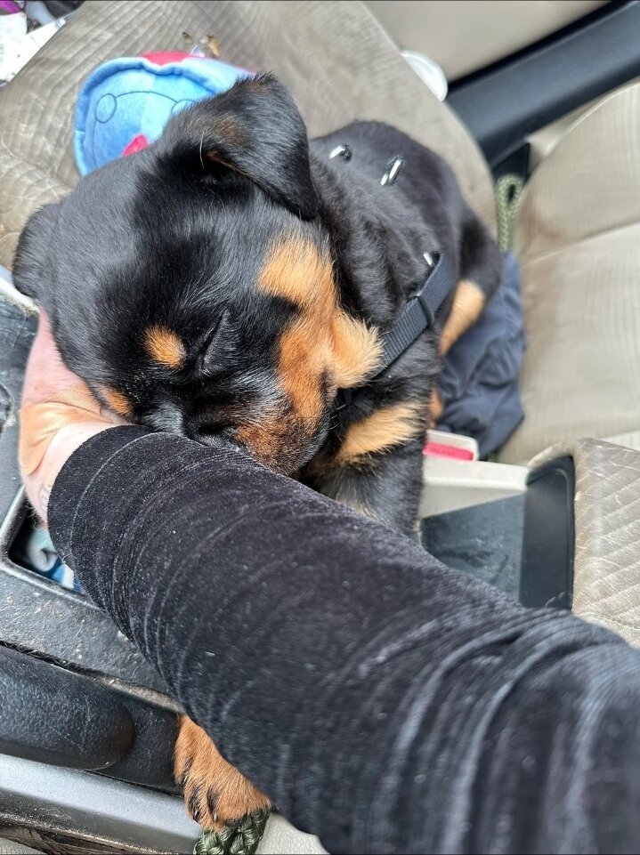 AKC Rottweiler girl image 1