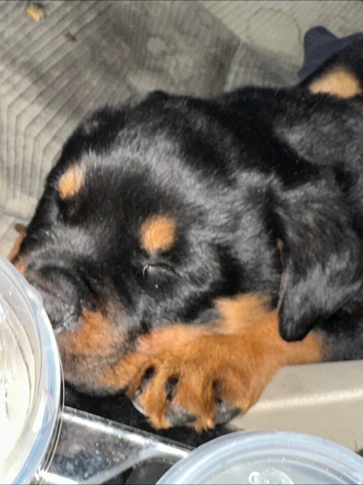 AKC Rottweiler girl image 5