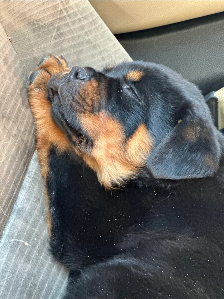 AKC Rottweiler girl image 2
