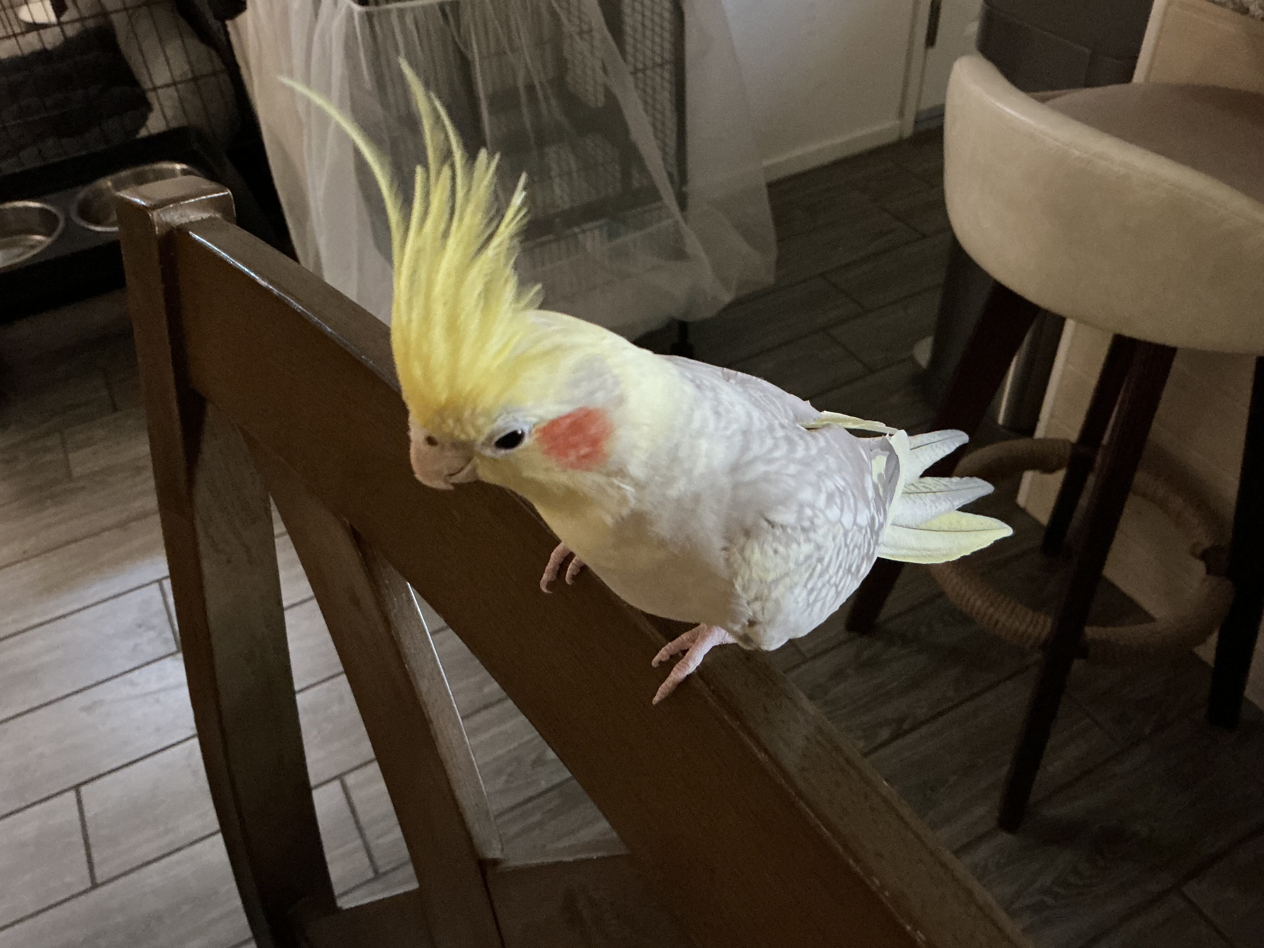 Cinnamon Pearl Cockatiel image 2