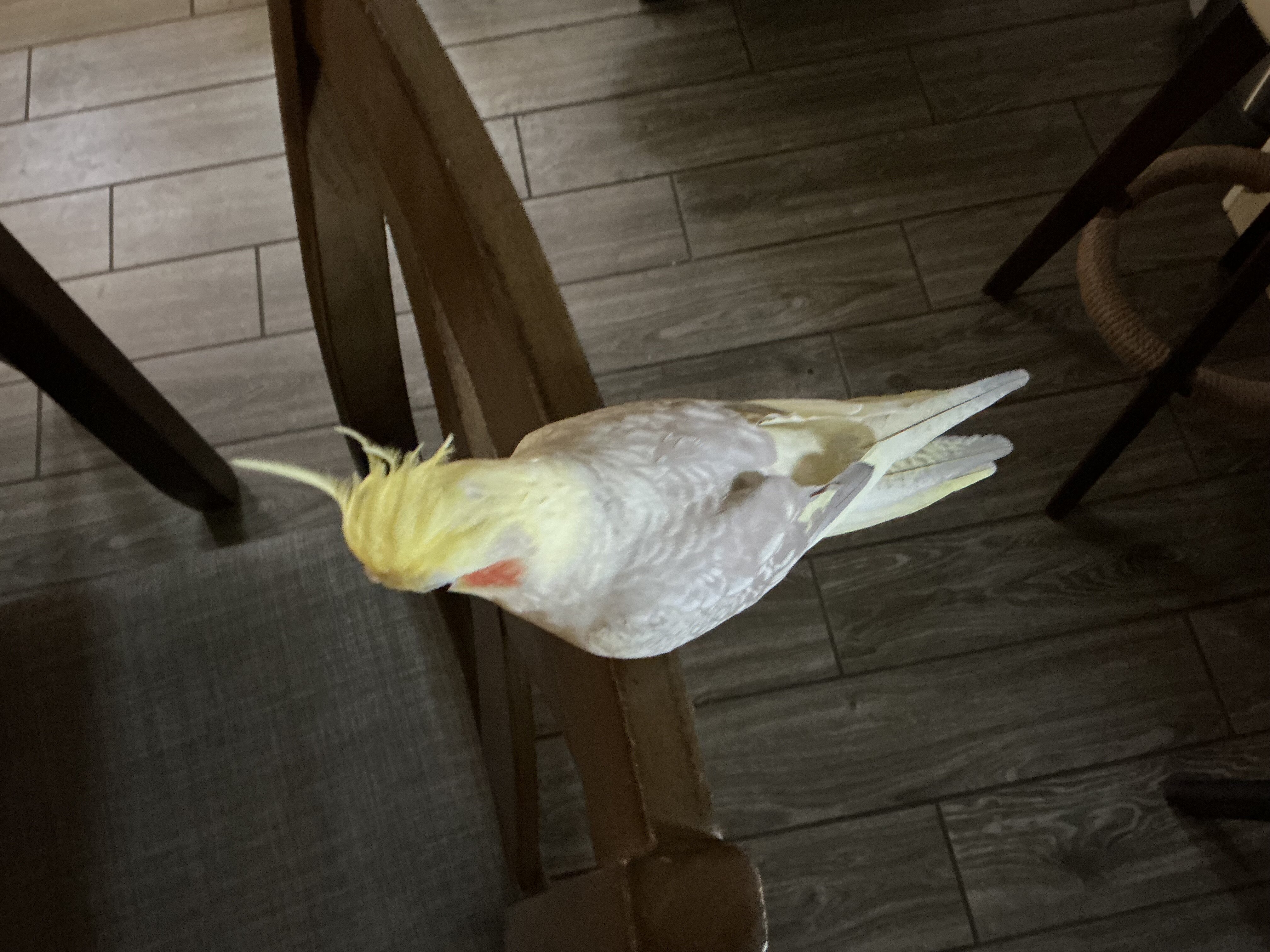 Cinnamon Pearl Cockatiel image 1