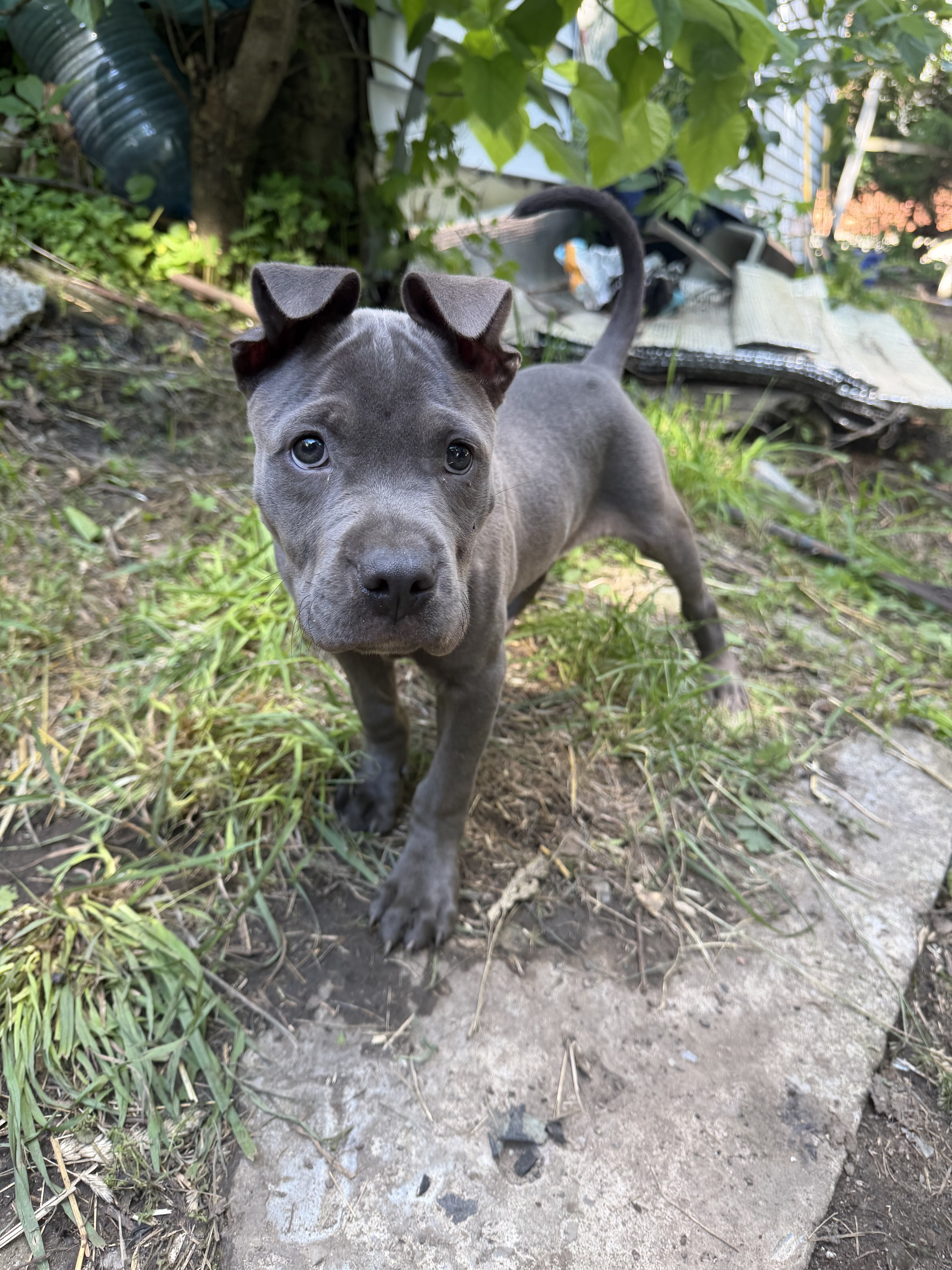 Female blue nose pitbull image 3