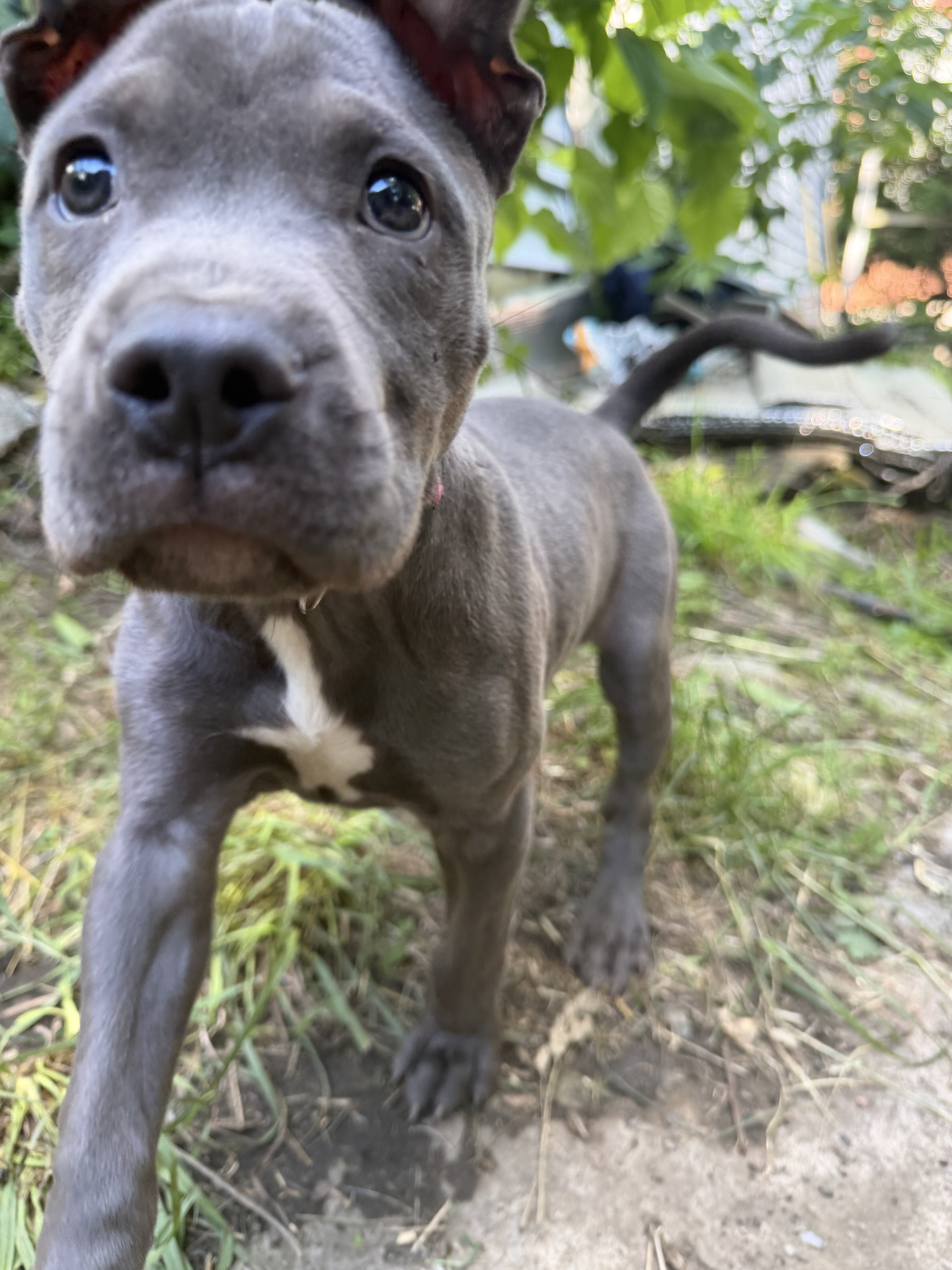 Female blue nose pitbull image 2