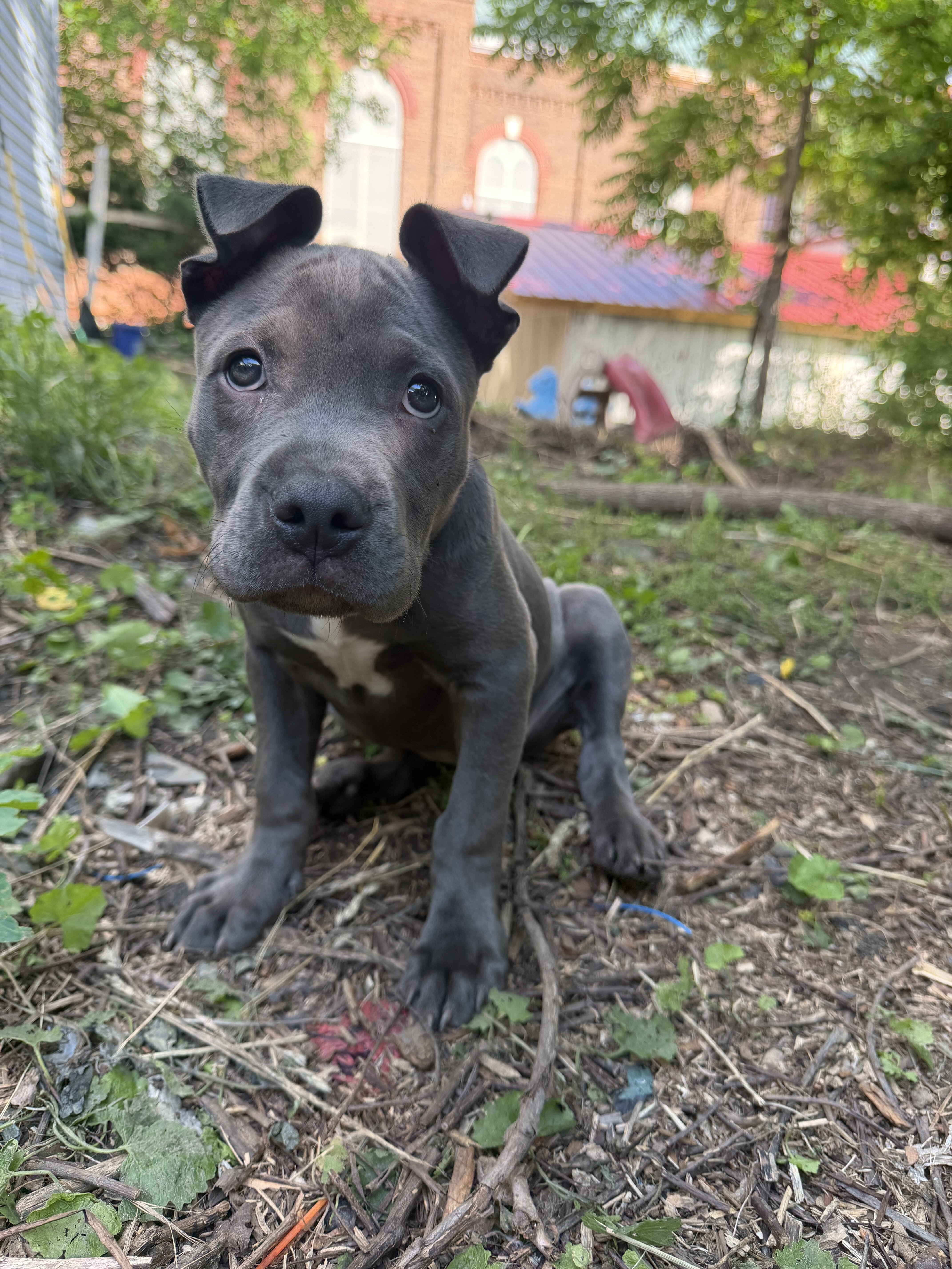 Female blue nose pitbull image 1