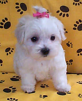 Perfect Maltese Puppies For Free Adoption image 1