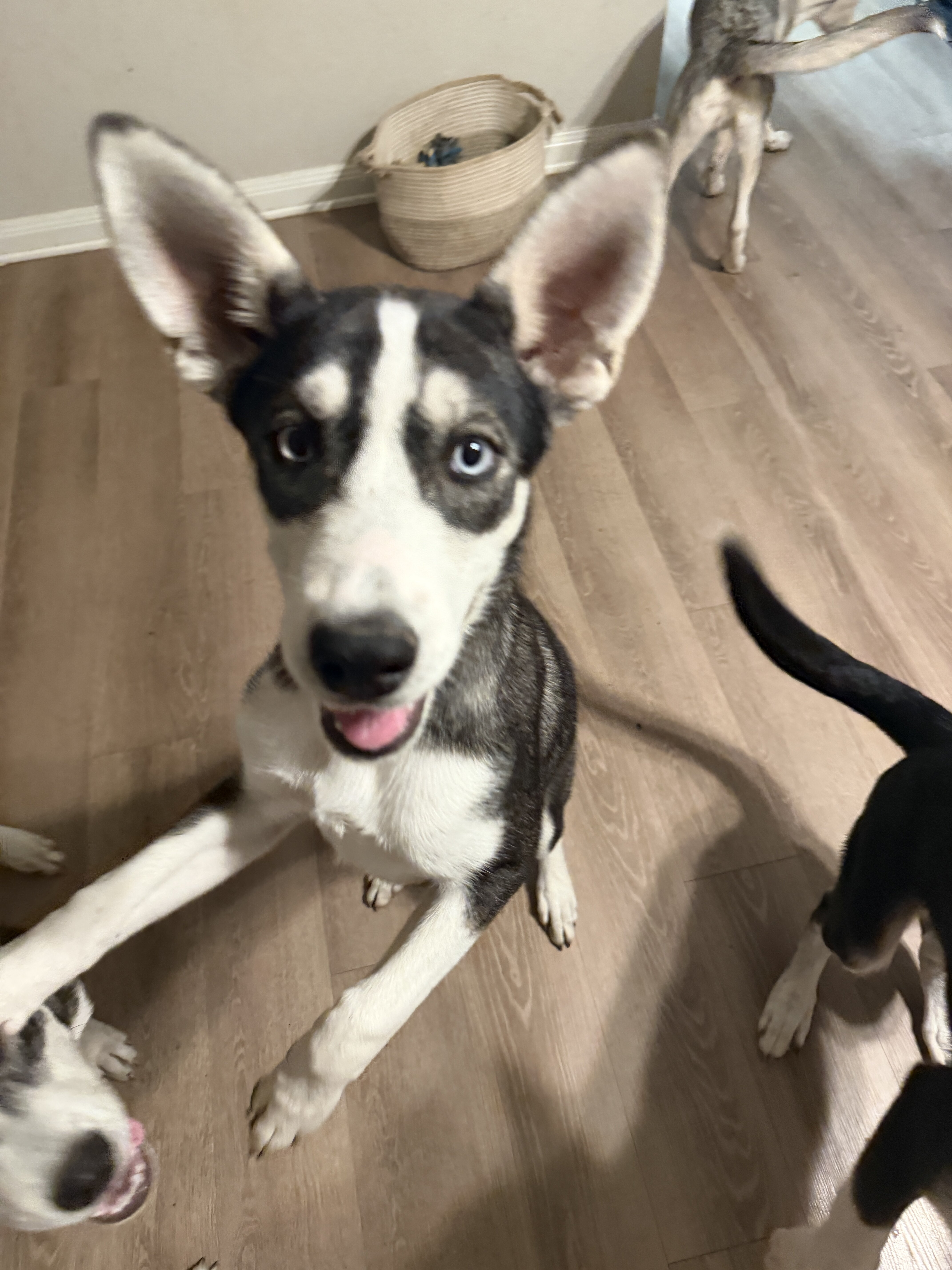 Husky/Heeler Mix Puppies image 3