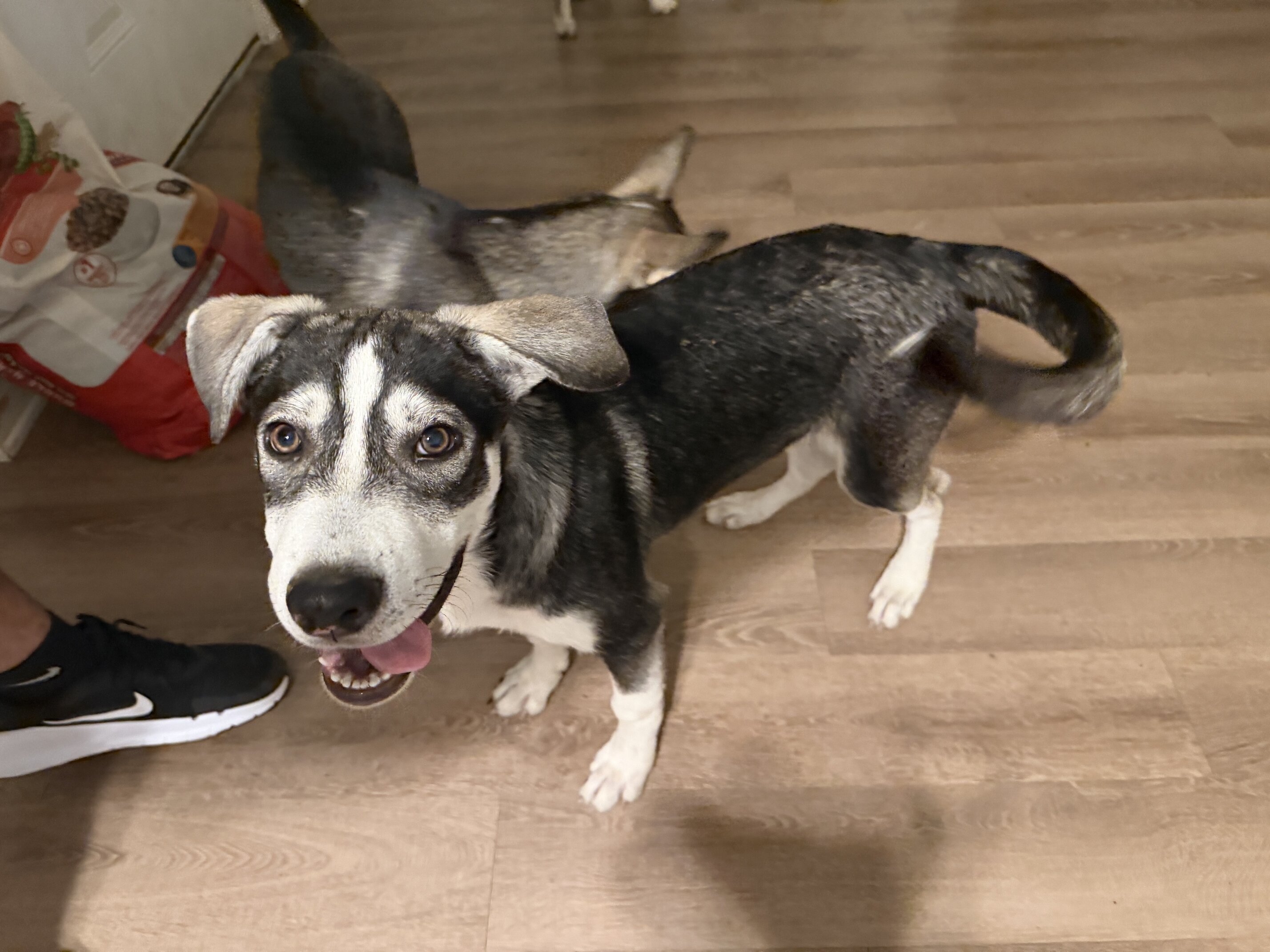 Husky/Heeler Mix Puppies image 4