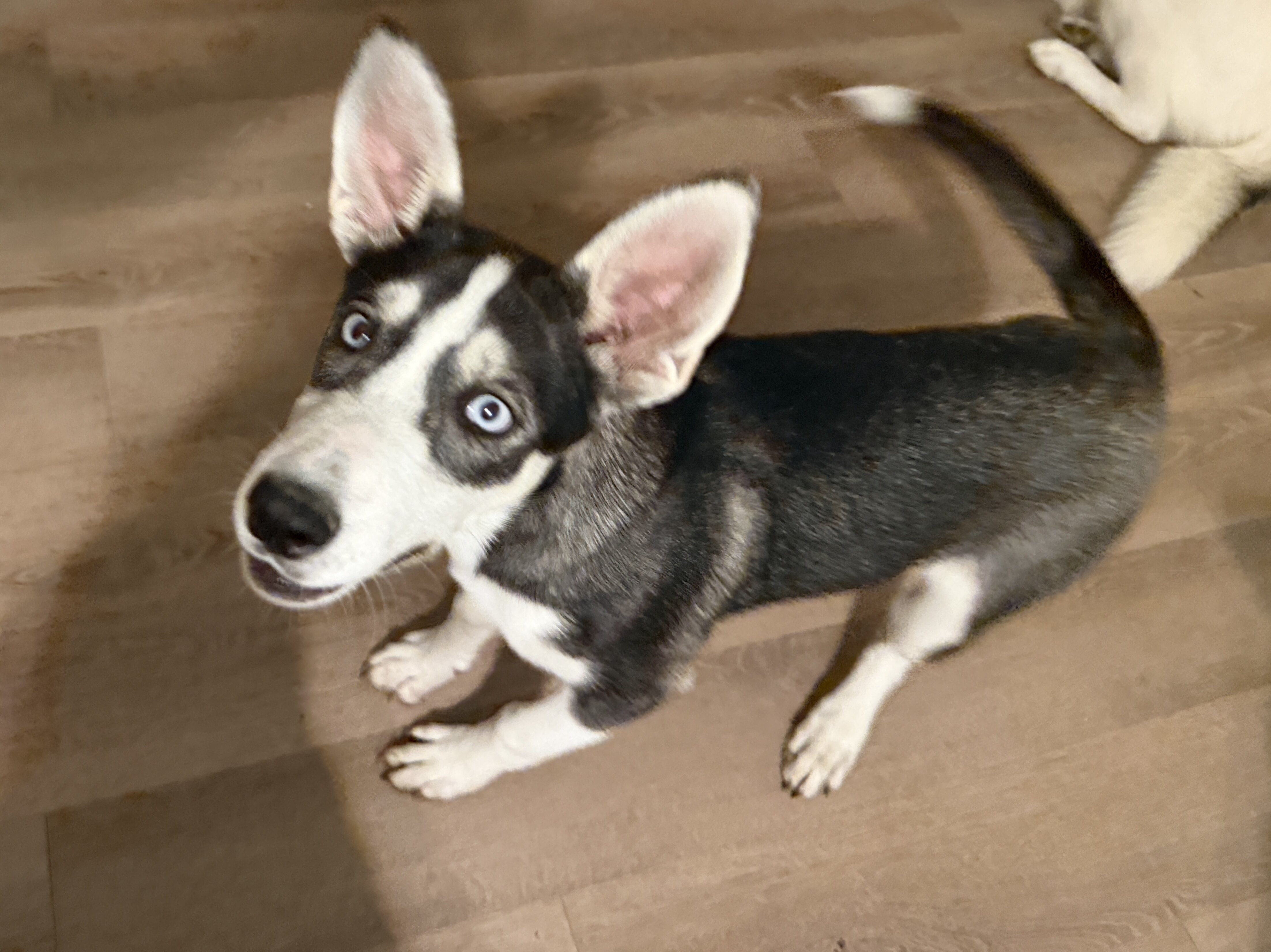 Husky/Heeler Mix Puppies image 8