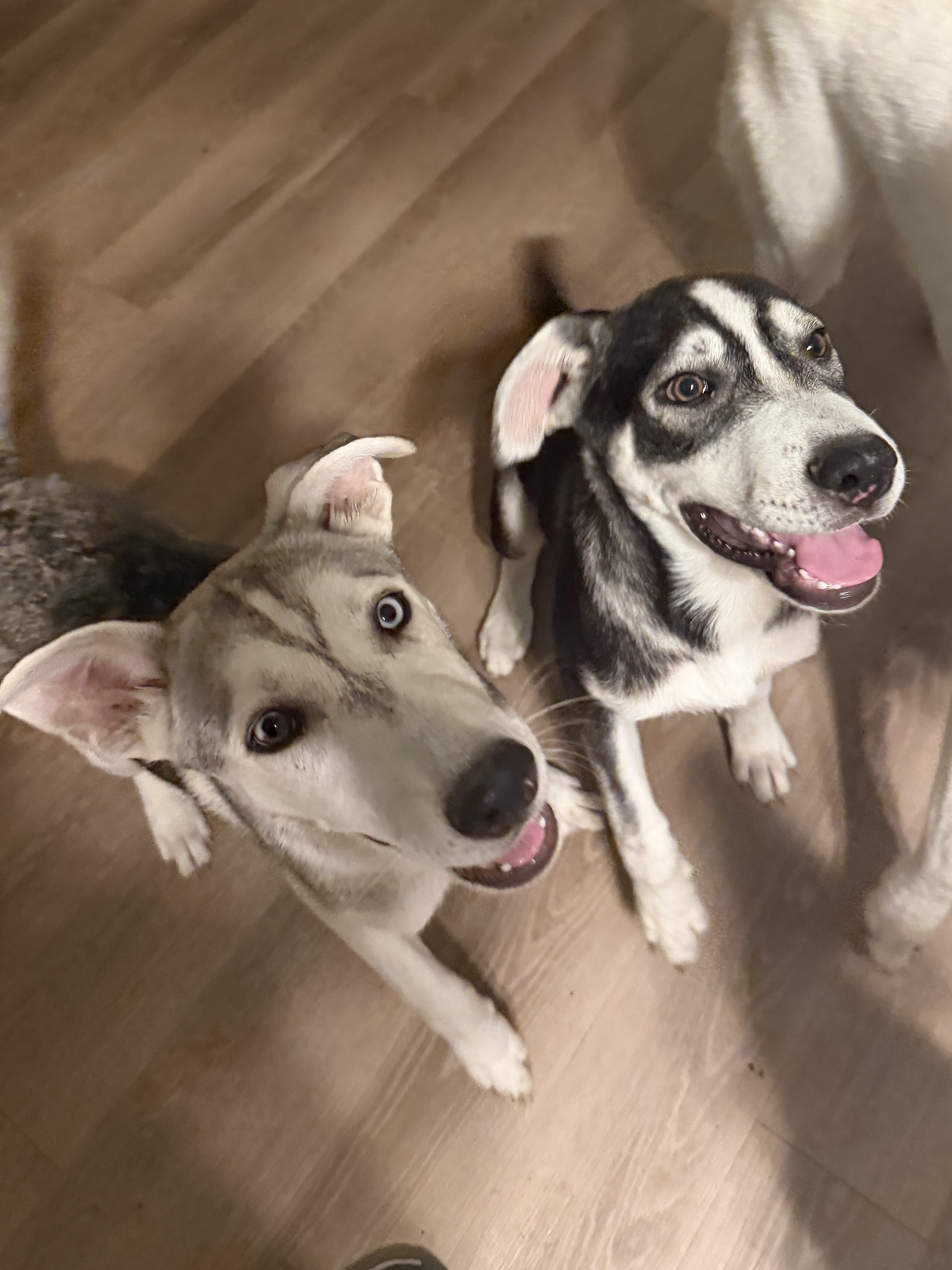 Husky/Heeler Mix Puppies image 1