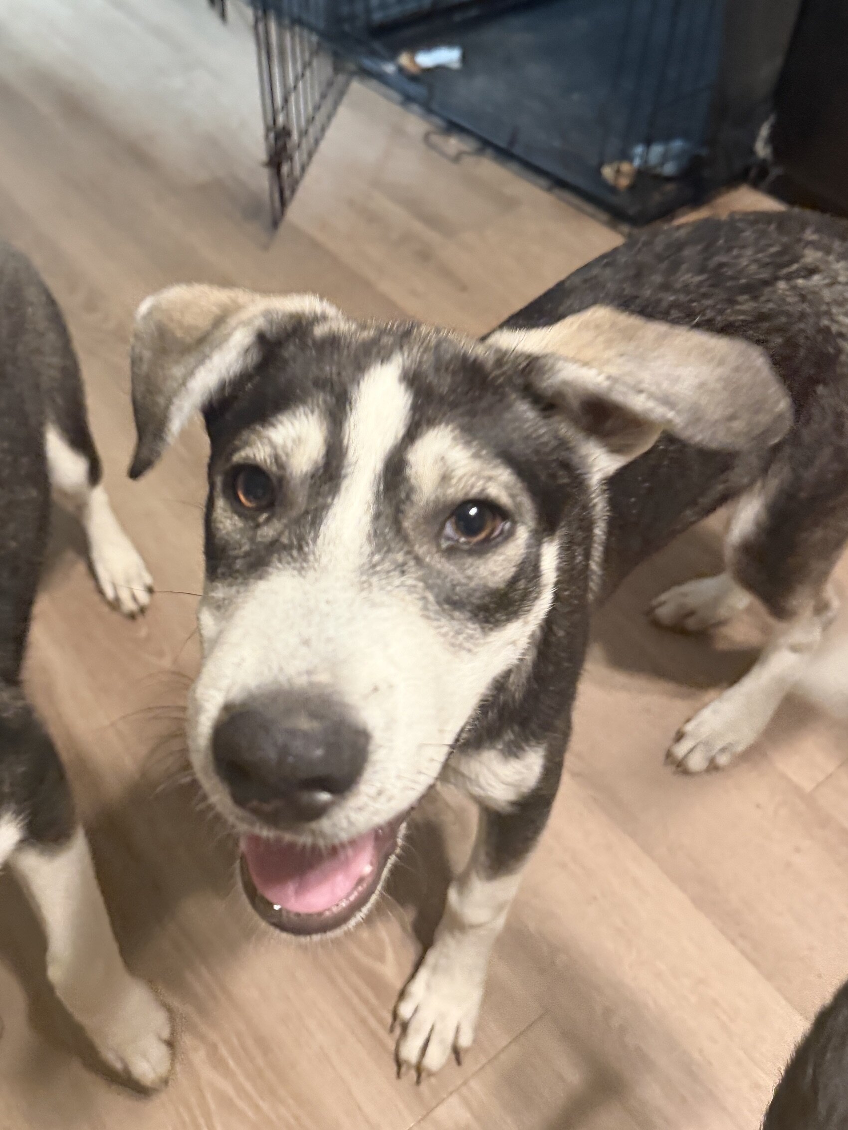 Husky/Heeler Mix Puppies image 6