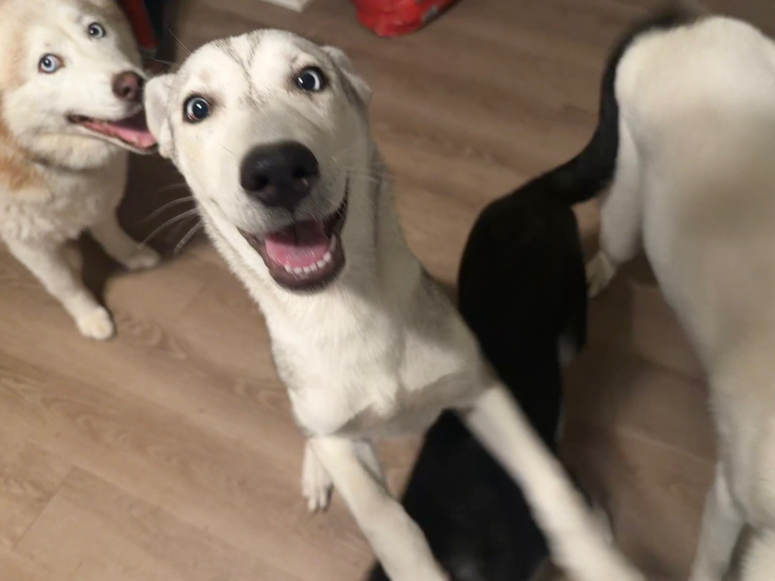 Husky/Heeler Mix Puppies image 7