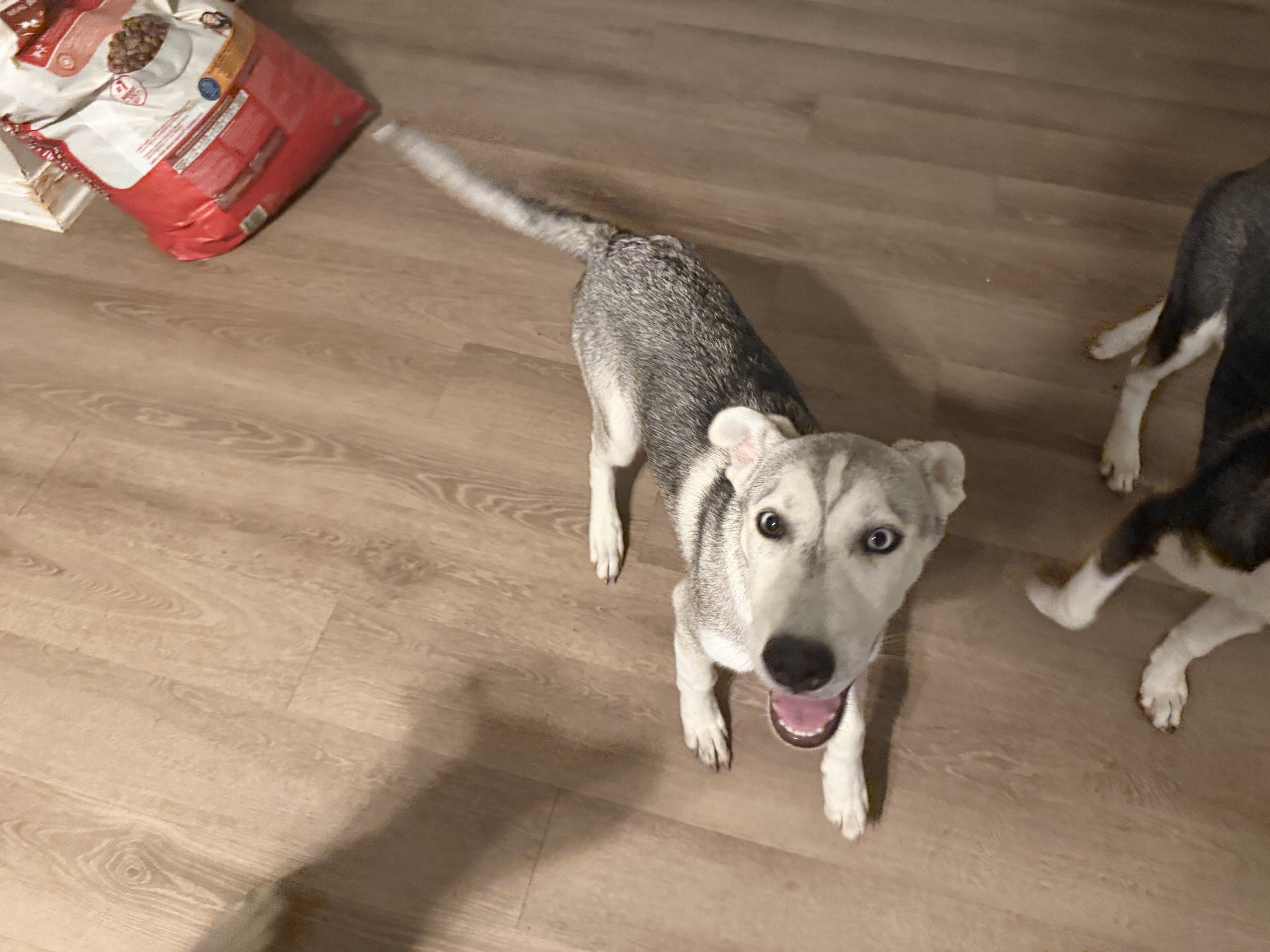 Husky/Heeler Mix Puppies image 5