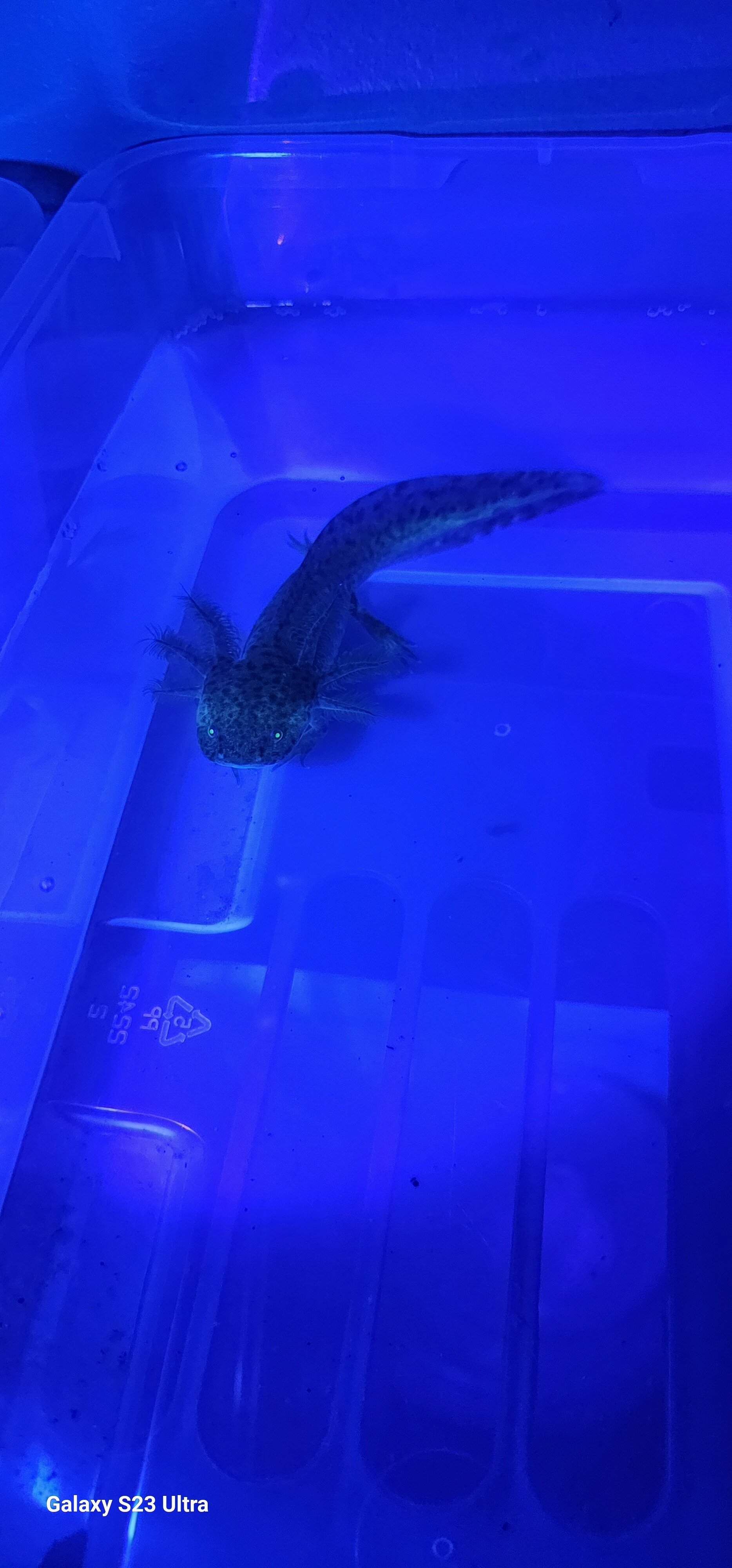 Gfp AXOLOTLS image 1