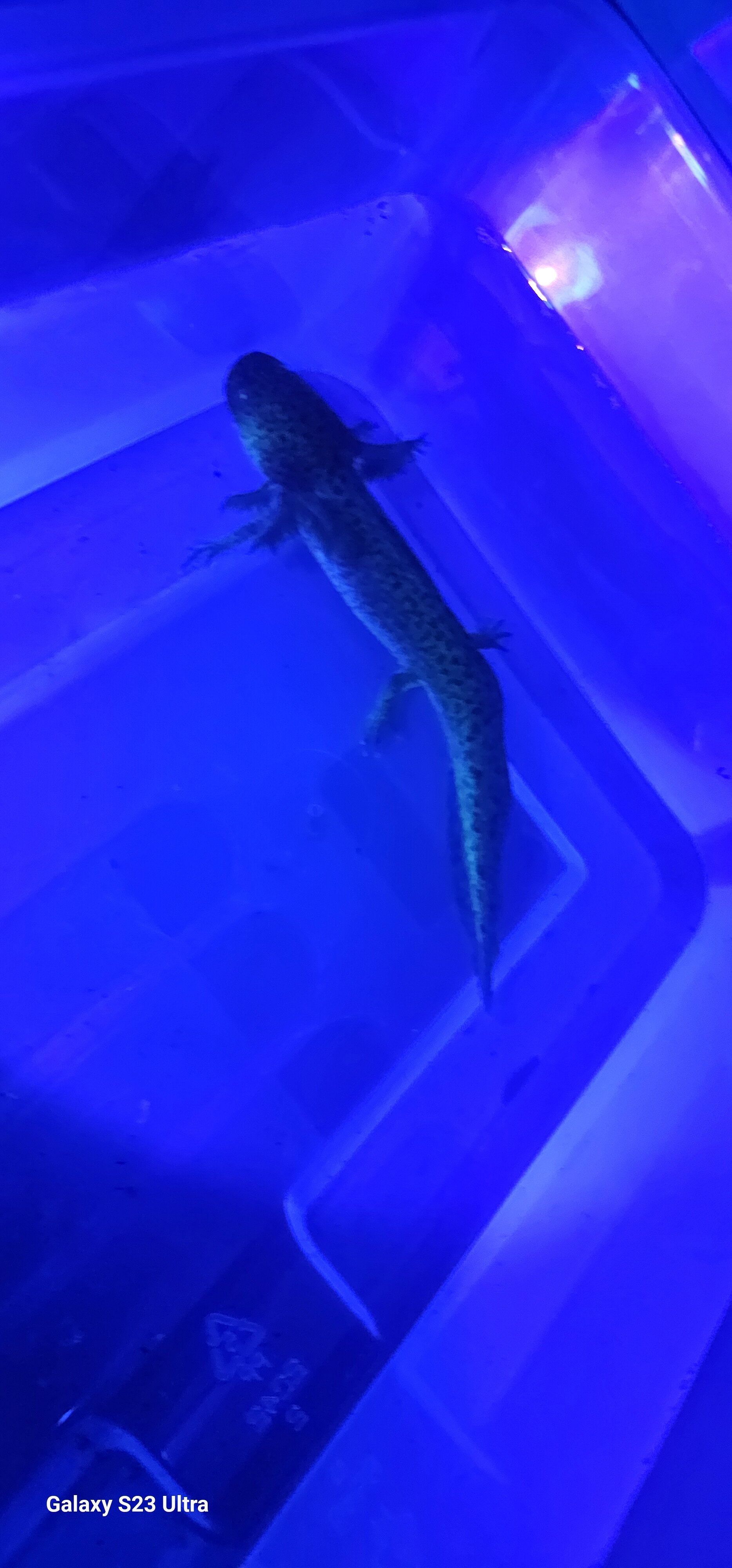 Gfp AXOLOTLS image 2