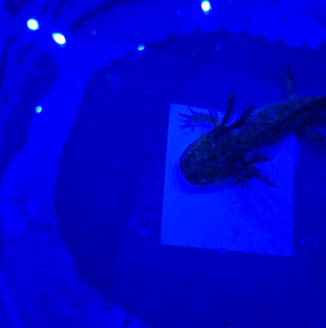 Gfp AXOLOTLS image 4