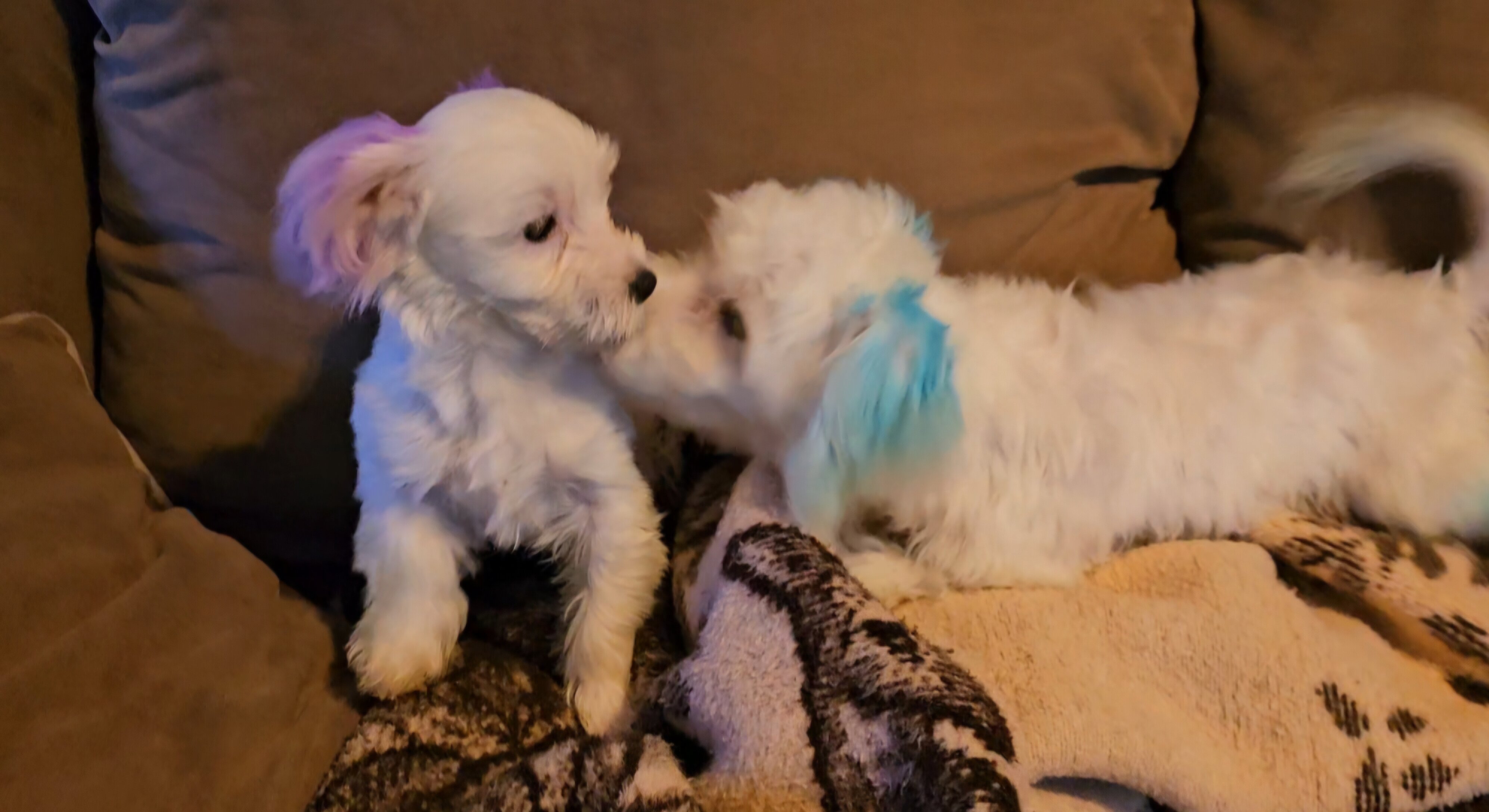 Tiny Morkies image 4