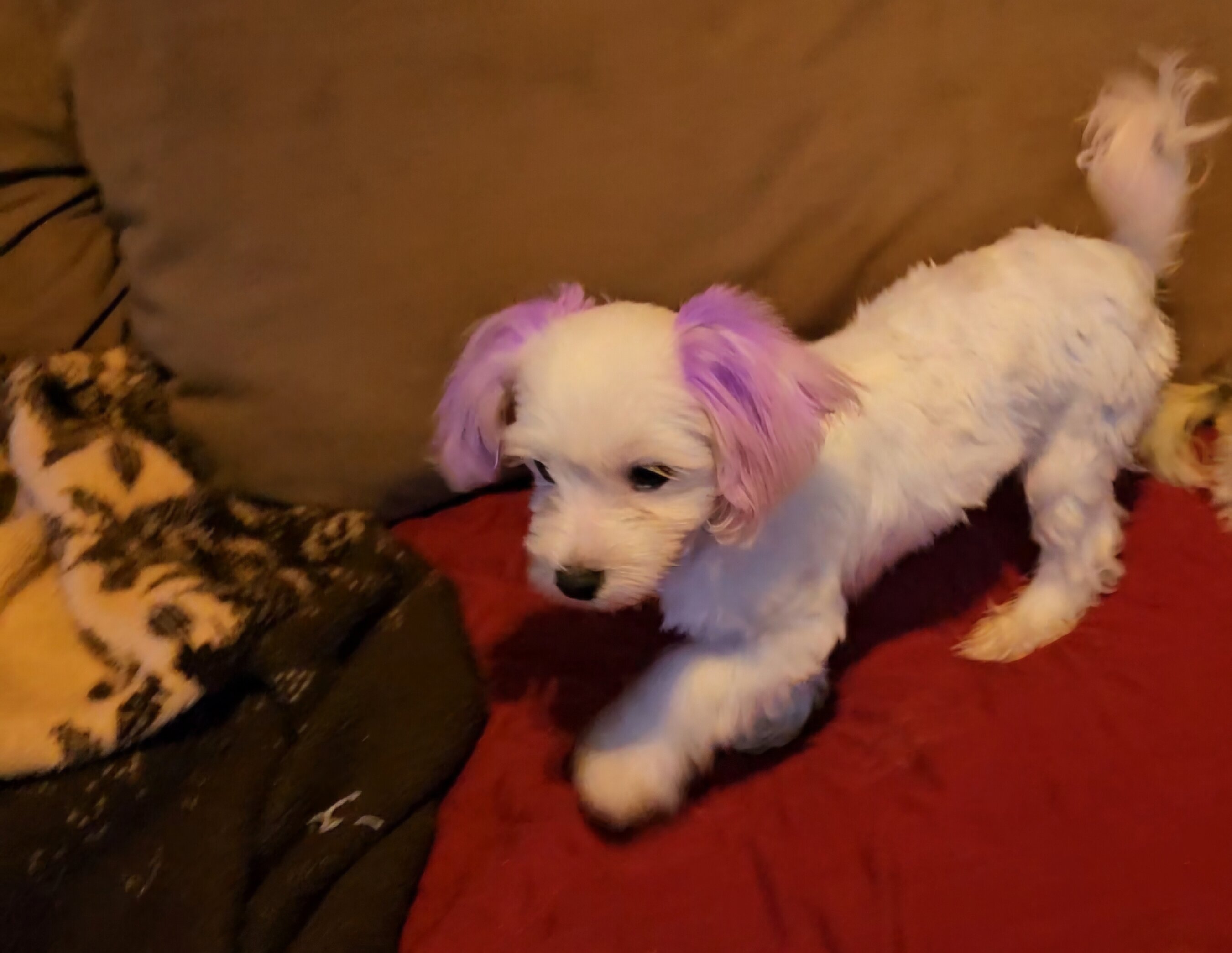 Tiny Morkies image 7