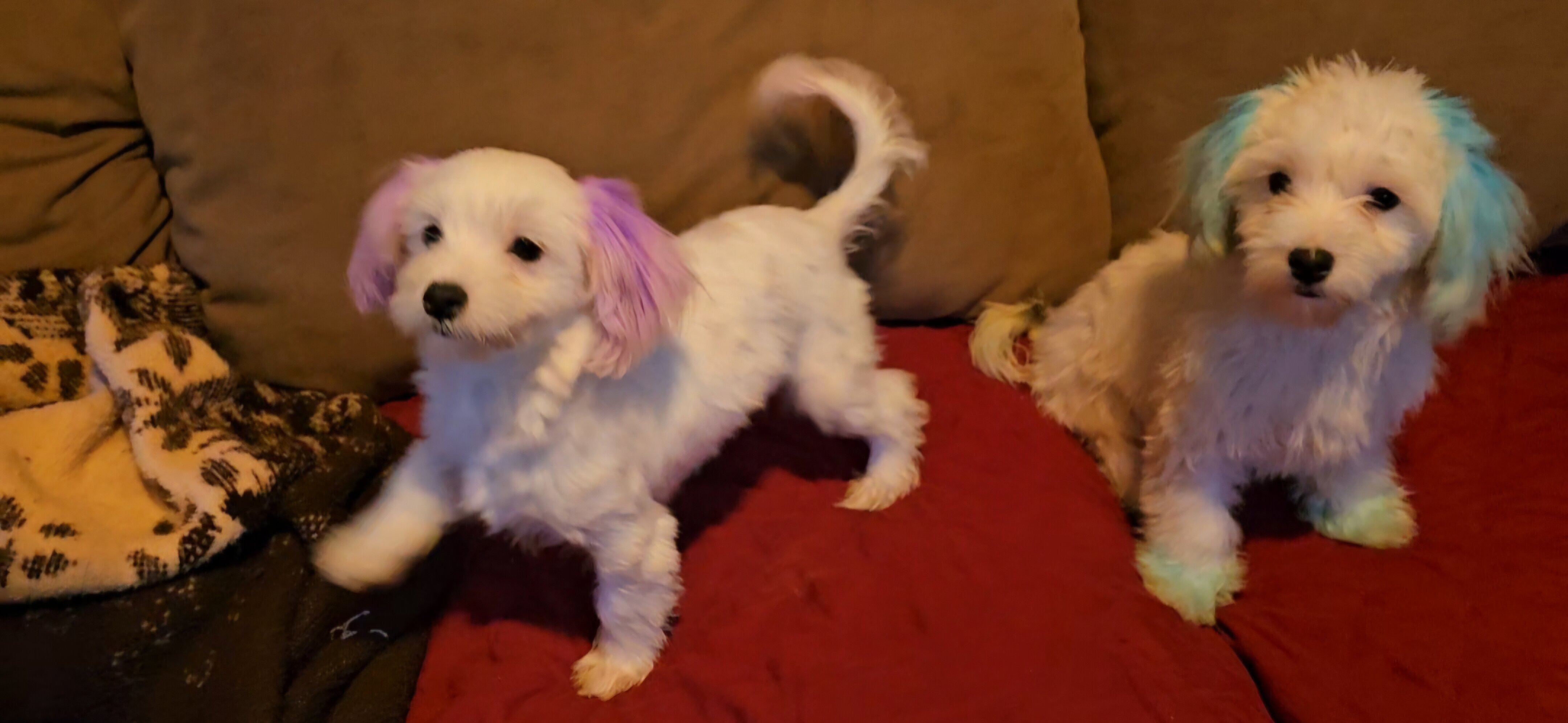 Tiny Morkies image 2