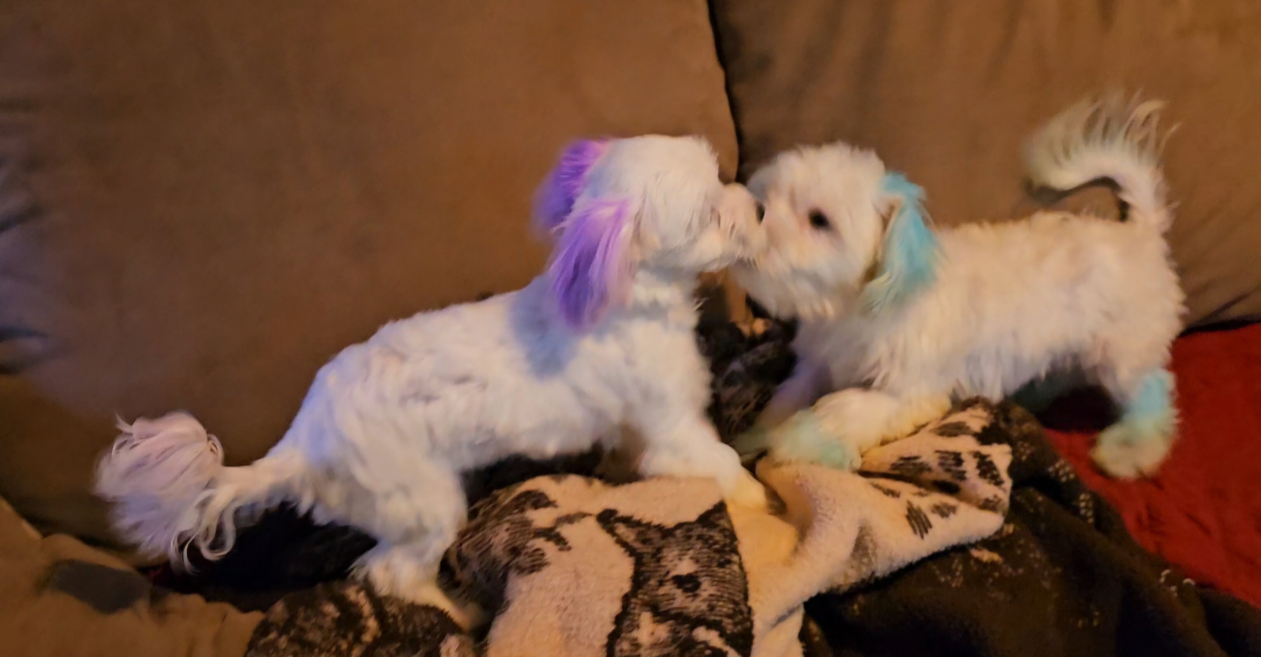 Tiny Morkies image 6