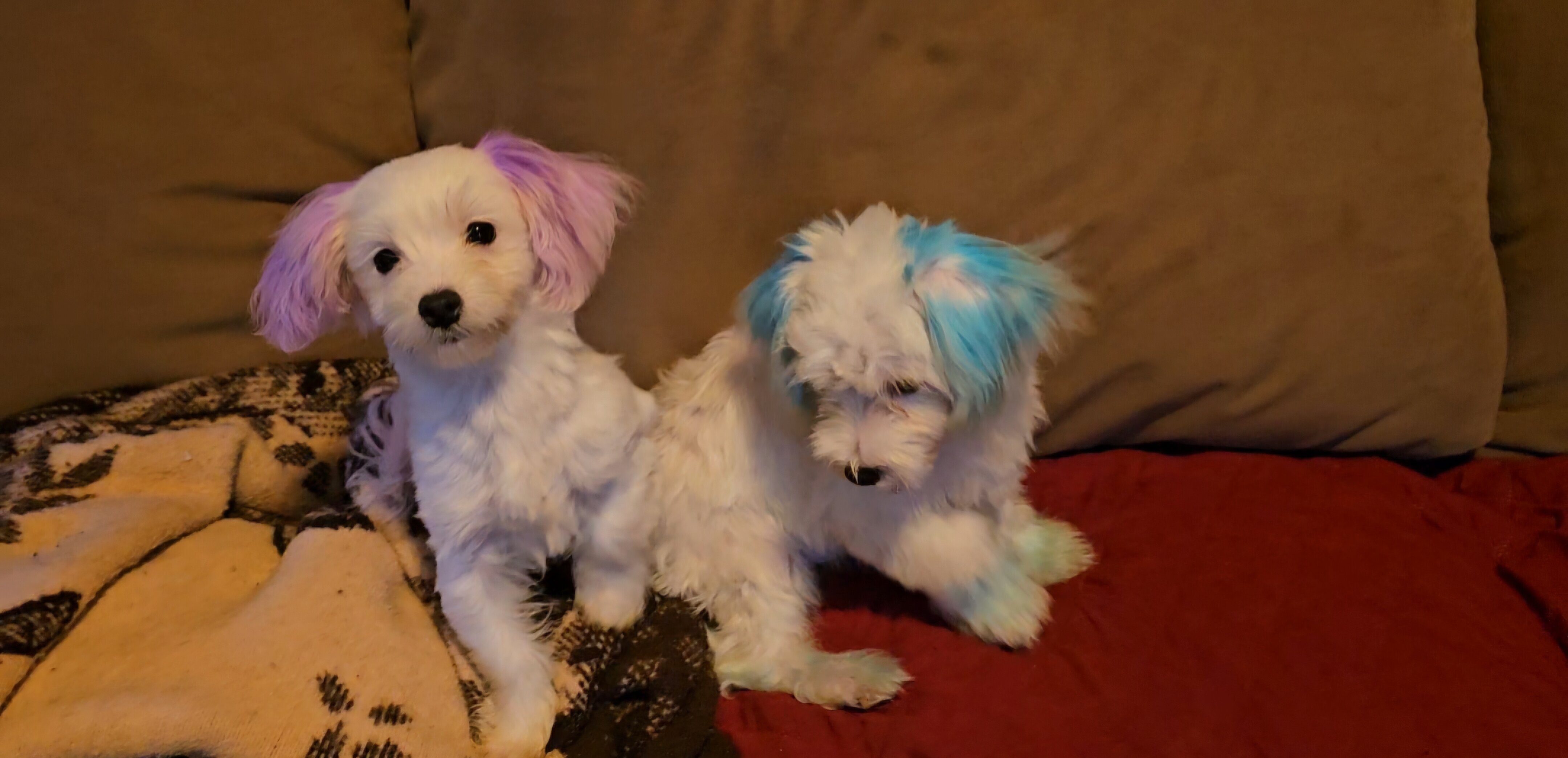 Tiny Morkies image 3