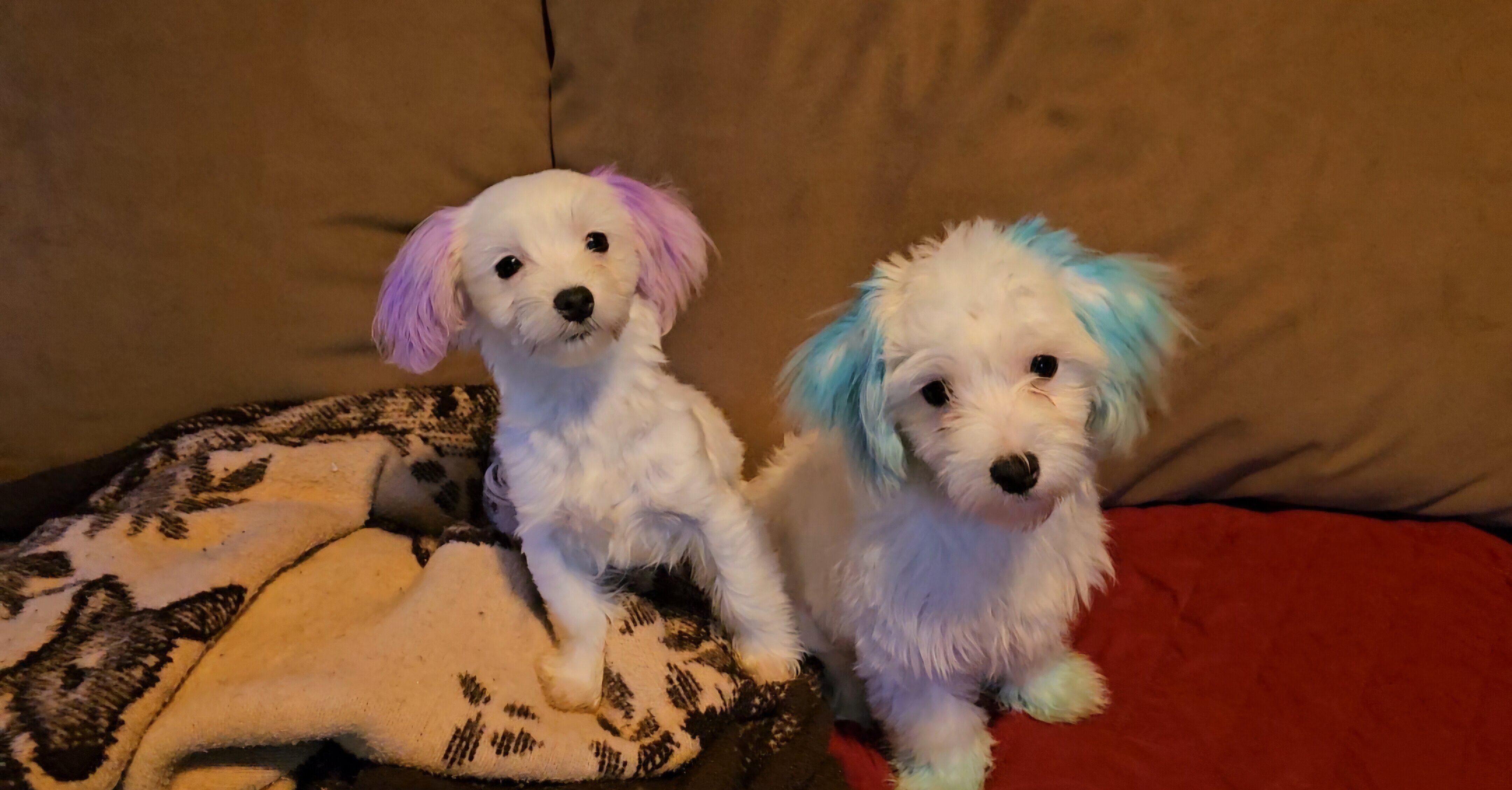 Tiny Morkies image 5